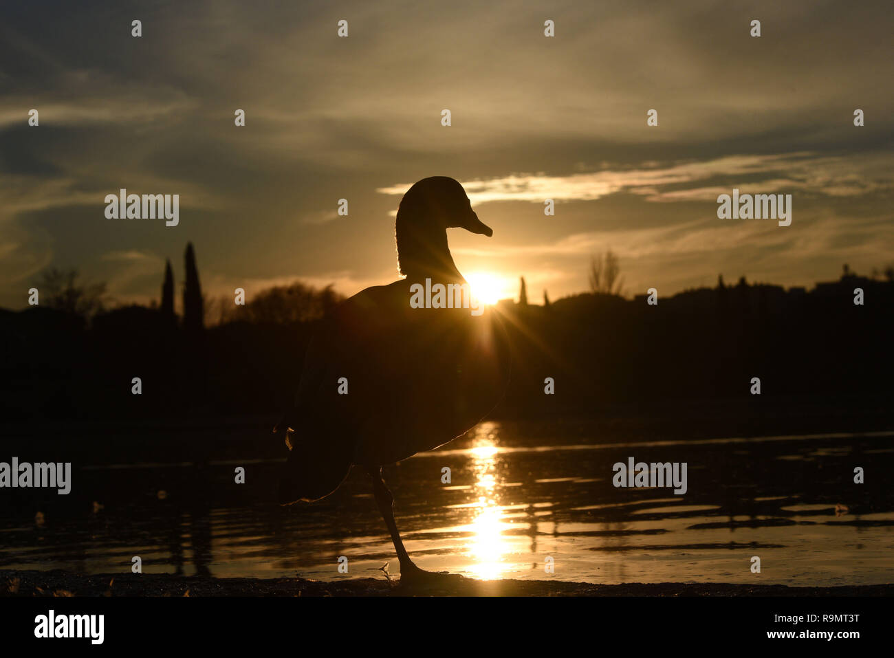 Invasive alien species of union concern hi-res stock photography and