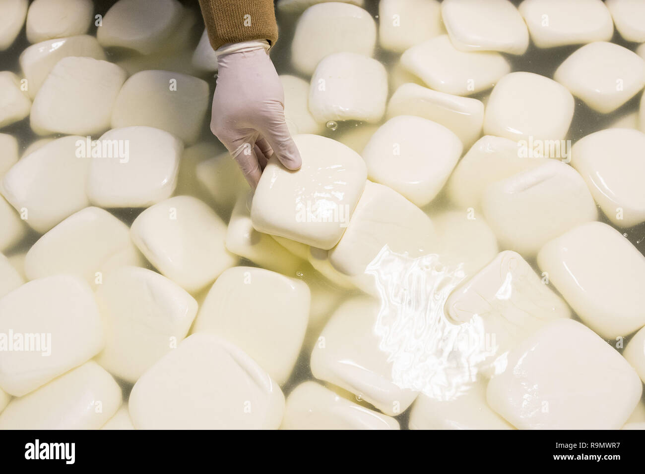 28 November 2018, Saarland, Illingen: Akawee cheese floats in a tub in the rooms of the Cham Saar cheese dairy. (to dpa 'How a Syrian in Saarland came across cheese' from 27.12.2018) Photo: Oliver Dietze/dpa Stock Photo