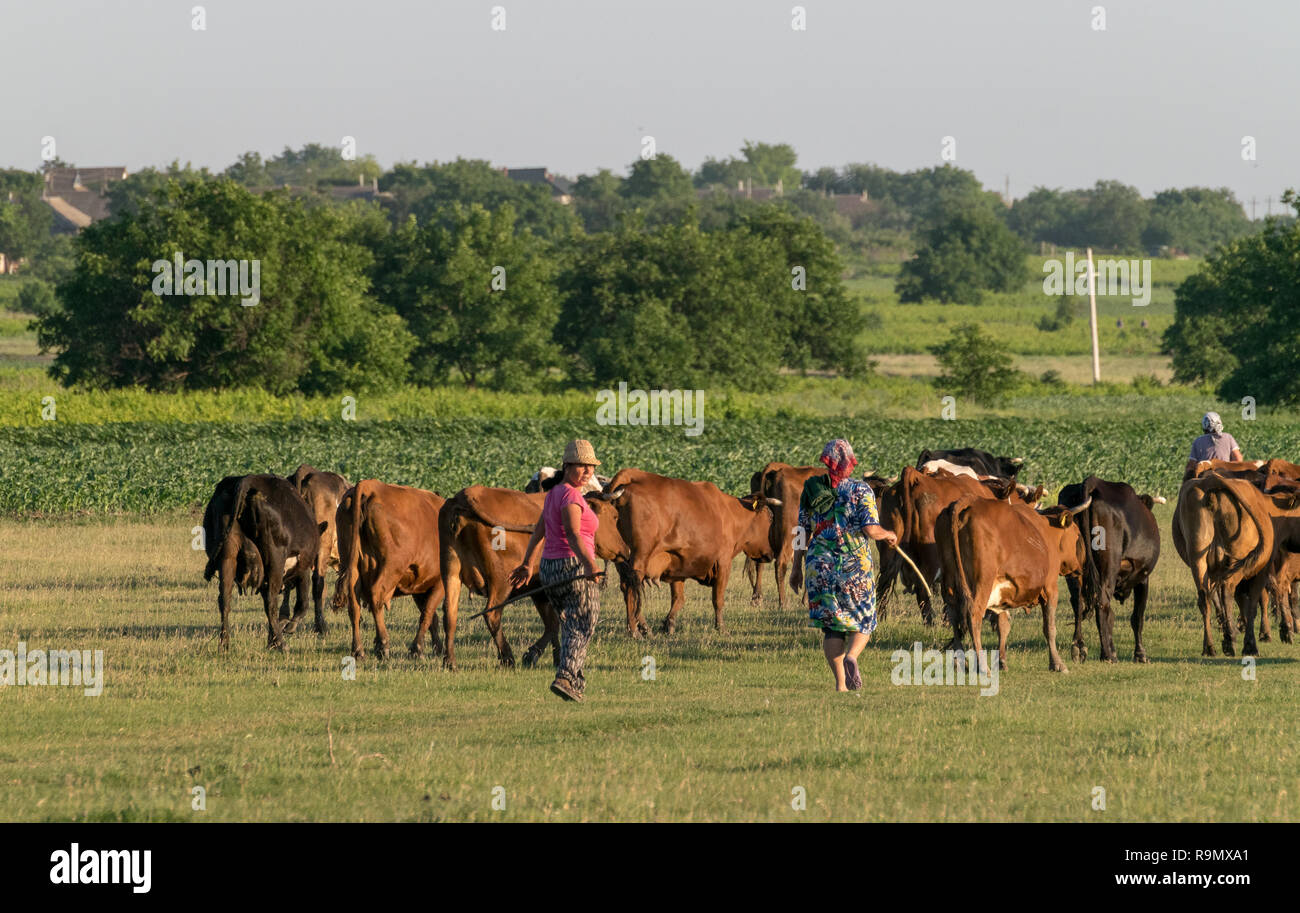 TOCUZ, MOLDOVA - JUNE 1, 2018: Cowherd walking cows home in the evening in Moldova. Stock Photo