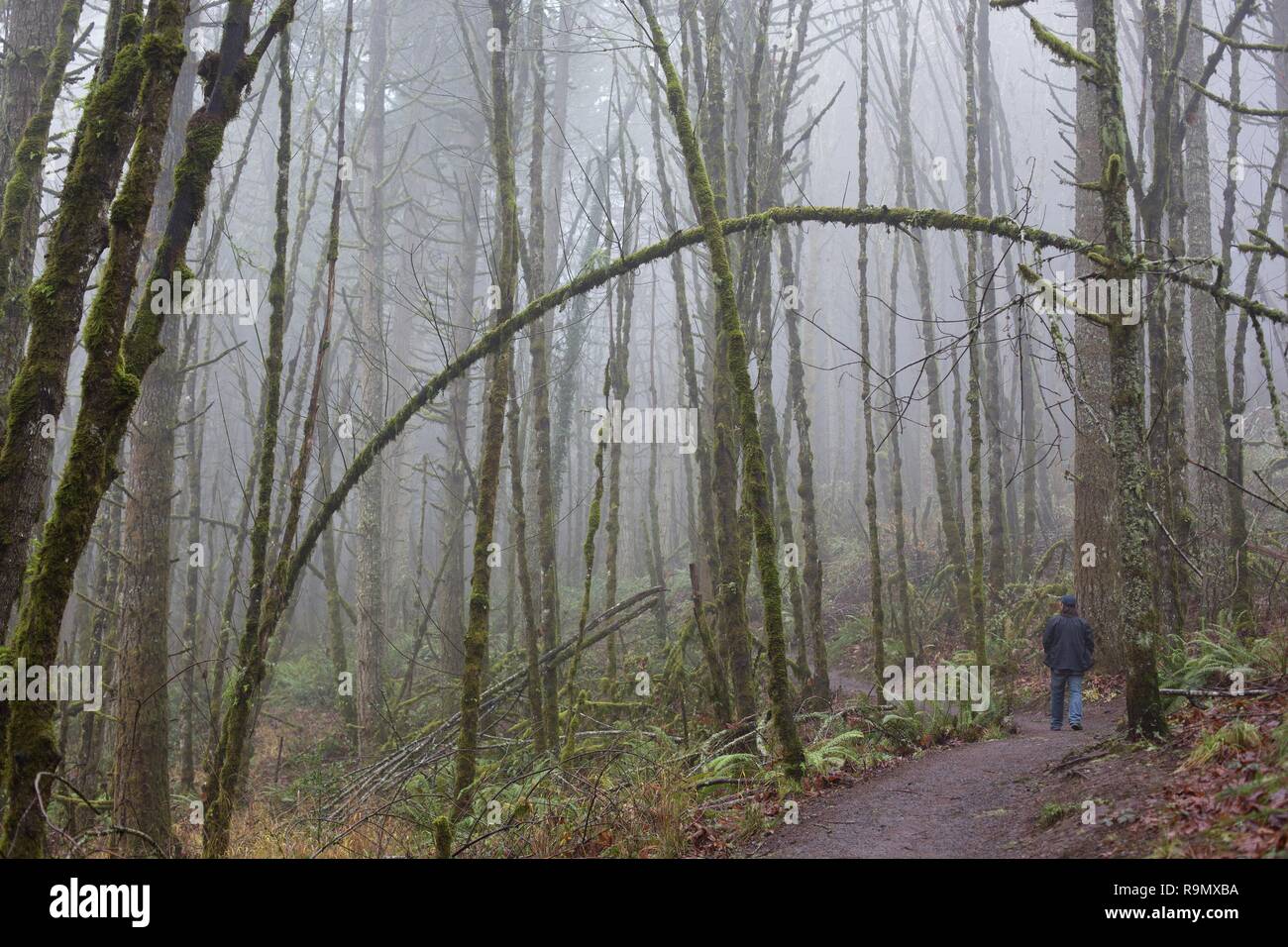 A man hiking in a foggy forest in a part of the ridgeline trail system 