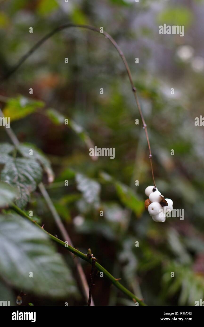 Common snowberry growing in a forest in Eugene, Oregon, USA. Stock Photo
