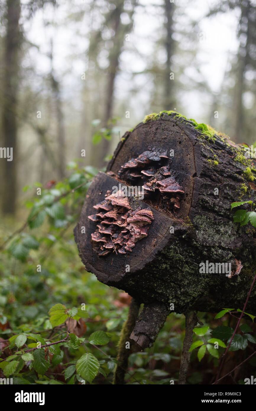 Mushrooms growing from a cut tree in a forest in Eugene, Oregon, USA