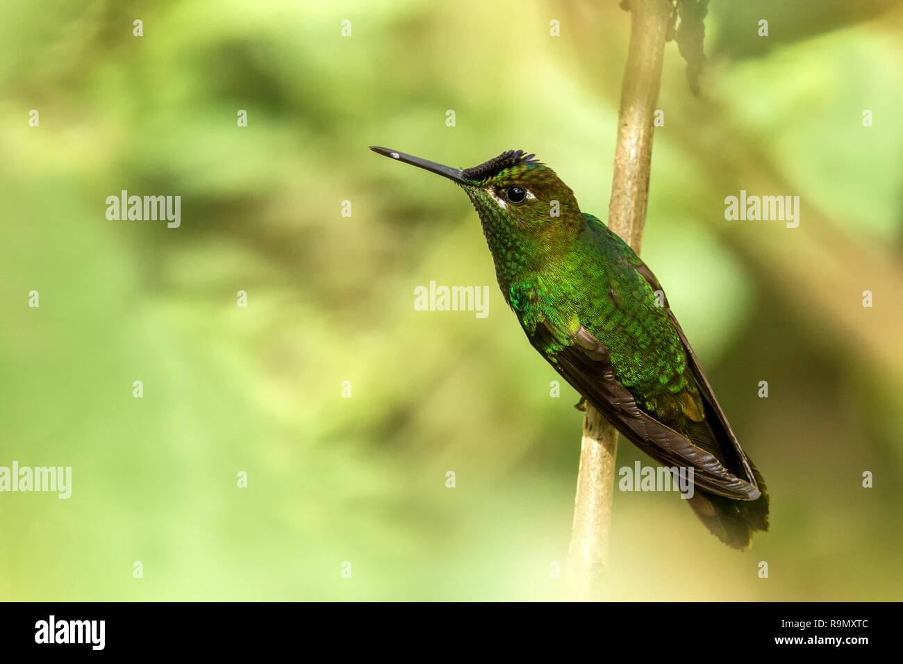 Violet-fronted Brilliant, Heliodoxa leadbeateri sitting on branch, bird from tropical forest, Manu national park, Peru, hummingbird perching on flower Stock Photo