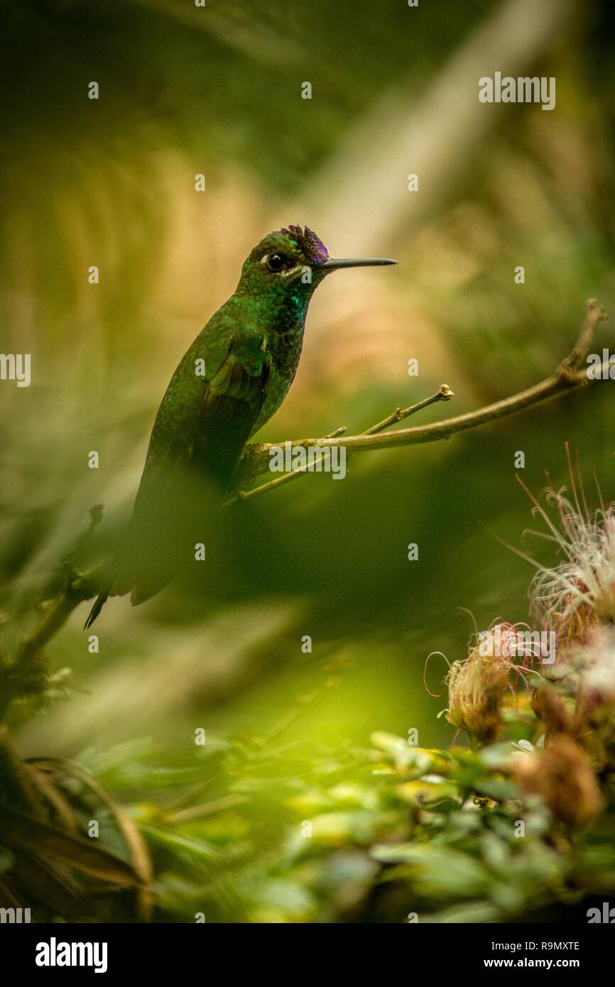 Violet-fronted Brilliant, Heliodoxa leadbeateri sitting on branch, bird from tropical forest, Manu national park, Peru, hummingbird perching on flower Stock Photo