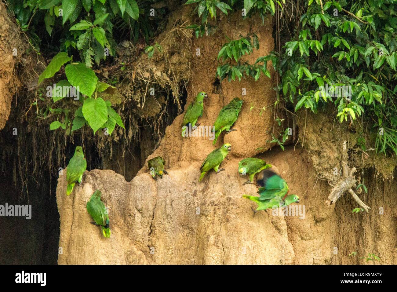 Green parrots on clay lick eating minerals, Green amazons in tropical forest, Brazil, Wildlife scene from tropical nature. Flock of birds on clay brow Stock Photo