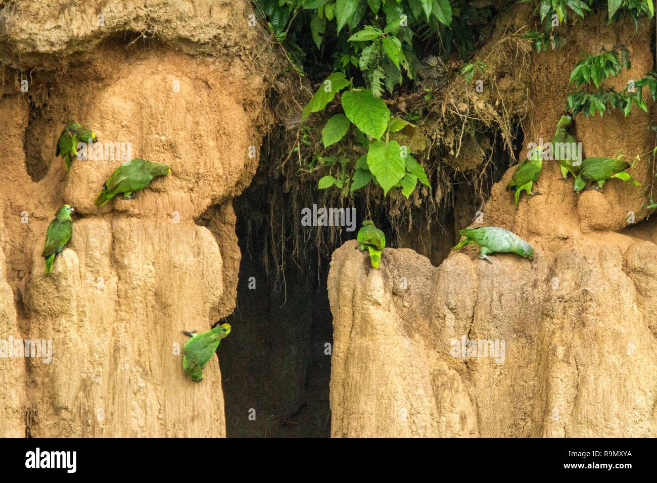 Green parrots on clay lick eating minerals, Green amazons in tropical forest, Brazil, Wildlife scene from tropical nature. Flock of birds on clay brow Stock Photo