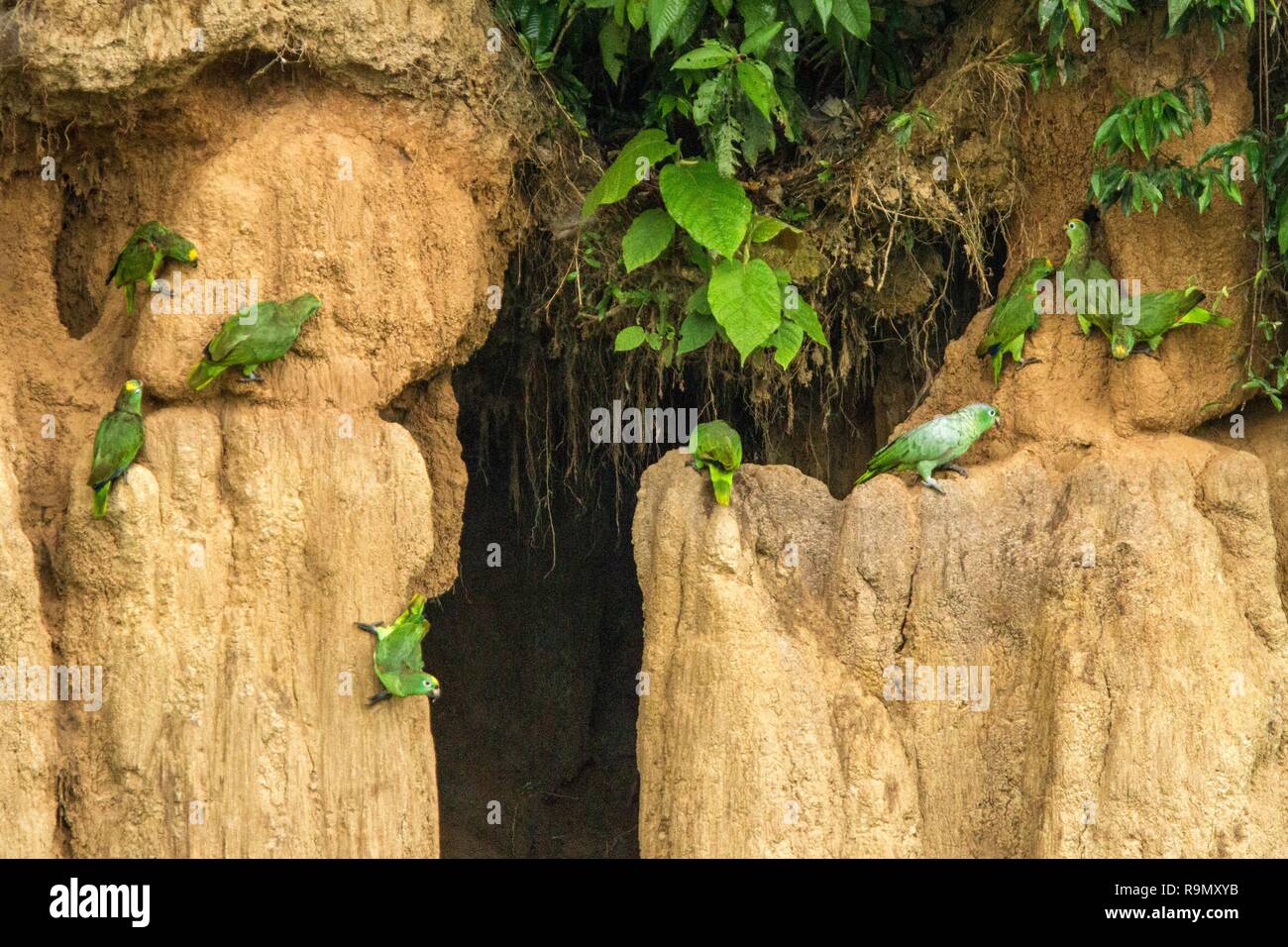 Green parrots on clay lick eating minerals, Green amazons in tropical forest, Brazil, Wildlife scene from tropical nature. Flock of birds on clay brow Stock Photo