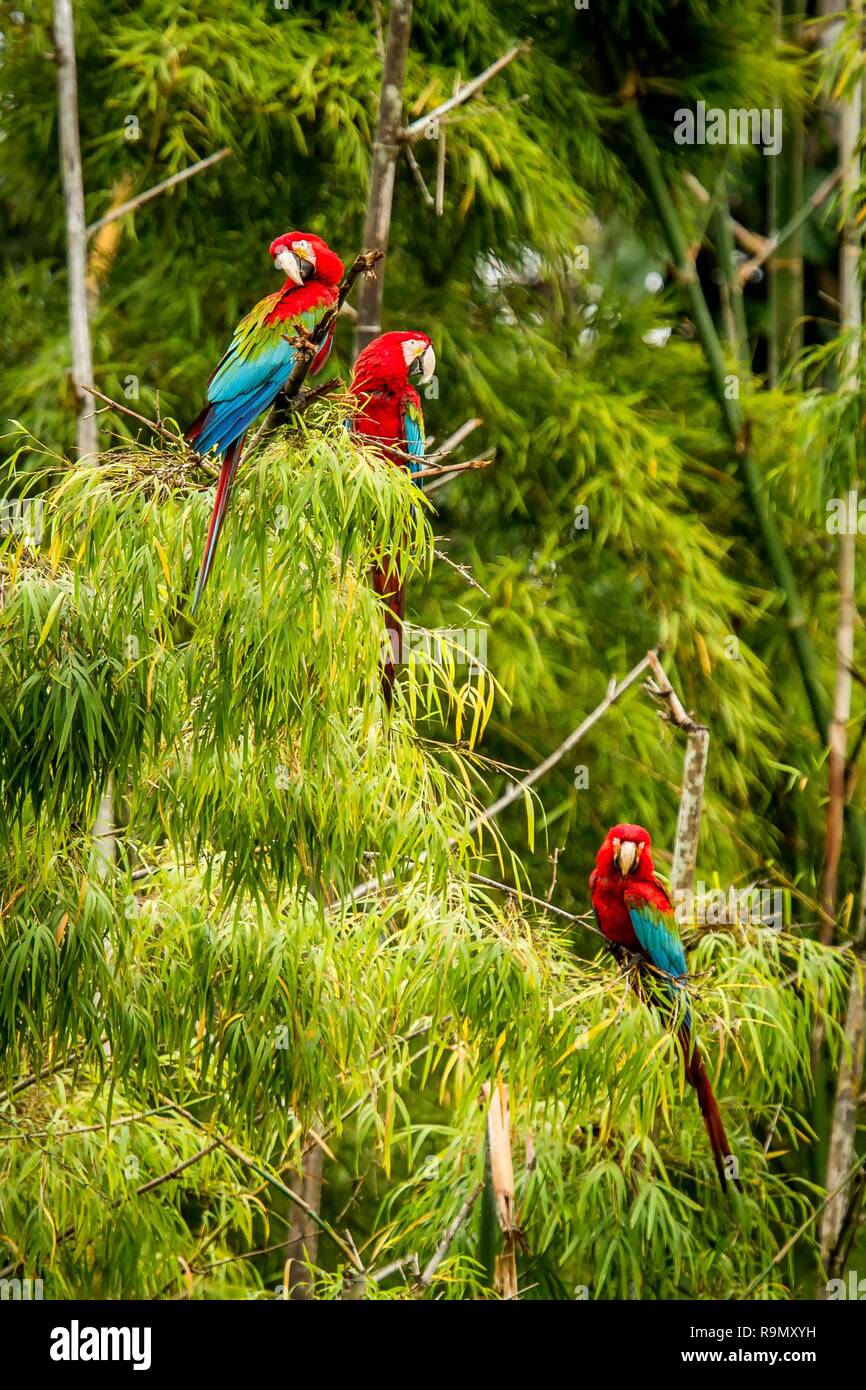 Flock of red parrots sitting on branches. Macaw flying, green vegetation in background. Red and green Macaw in tropical forest, Brazil, Wildlife scene Stock Photo
