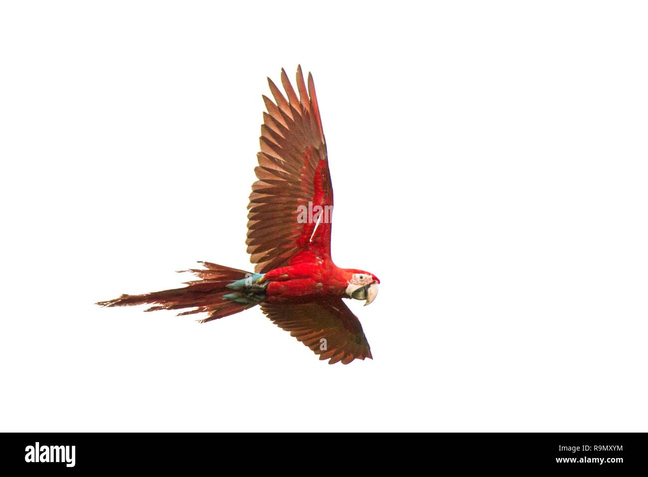 Red parrots in flight. Macaw flying, white background, isolated bird,red and green Macaw in tropical forest, Brazil, Wildlife scene from tropical natu Stock Photo