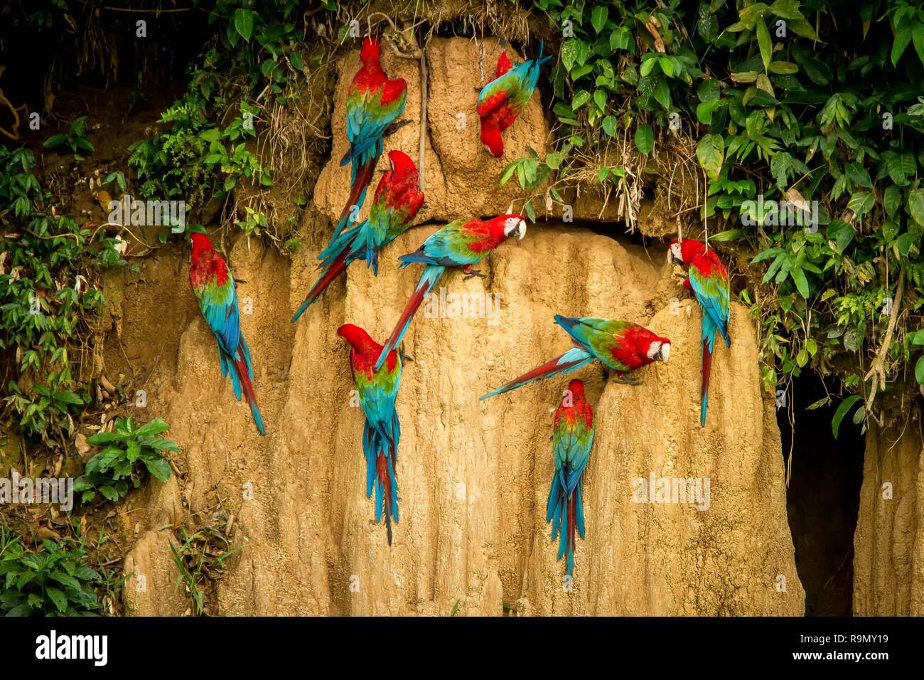 Red parrots on clay lick eating minerals, Red and green Macaw in ...