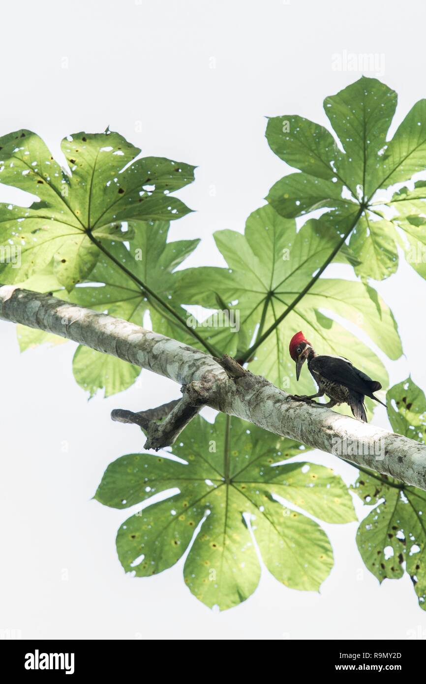 Lineated woodpecker (Dryocopus lineatus) on tree in Manu National Park, Peru, beautiful birds in amazon rain forest, high key photo, wildlife scene fr Stock Photo