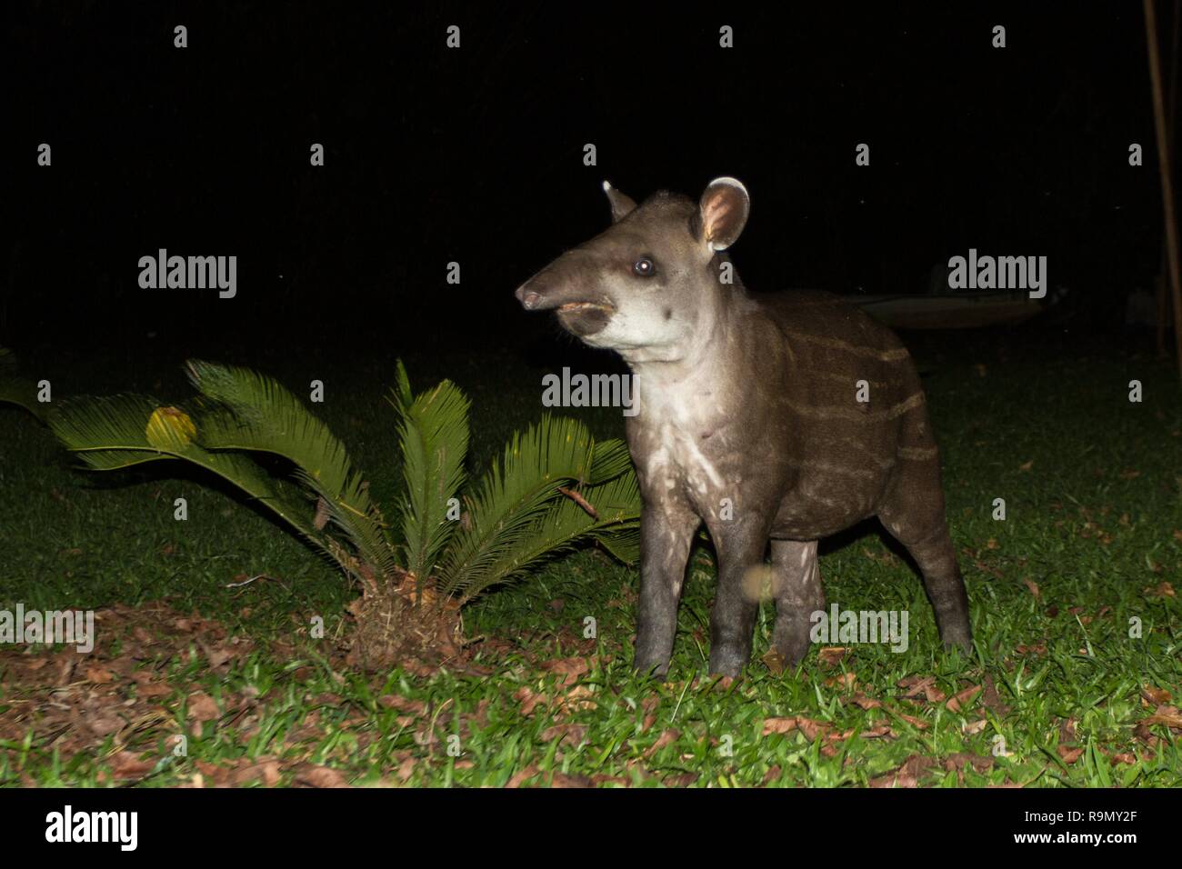 South American tapir (Tapirus terrestris) in natural habitat during night, cute baby animal with stripes, portrait of rare animal from Peru, amazonia Stock Photo - Alamy South American tapir (Tapirus terrestris) in natural habitat during night, cute baby animal with stripes, portrait of rare animal from Peru, amazonia Stock Photo - Alamy