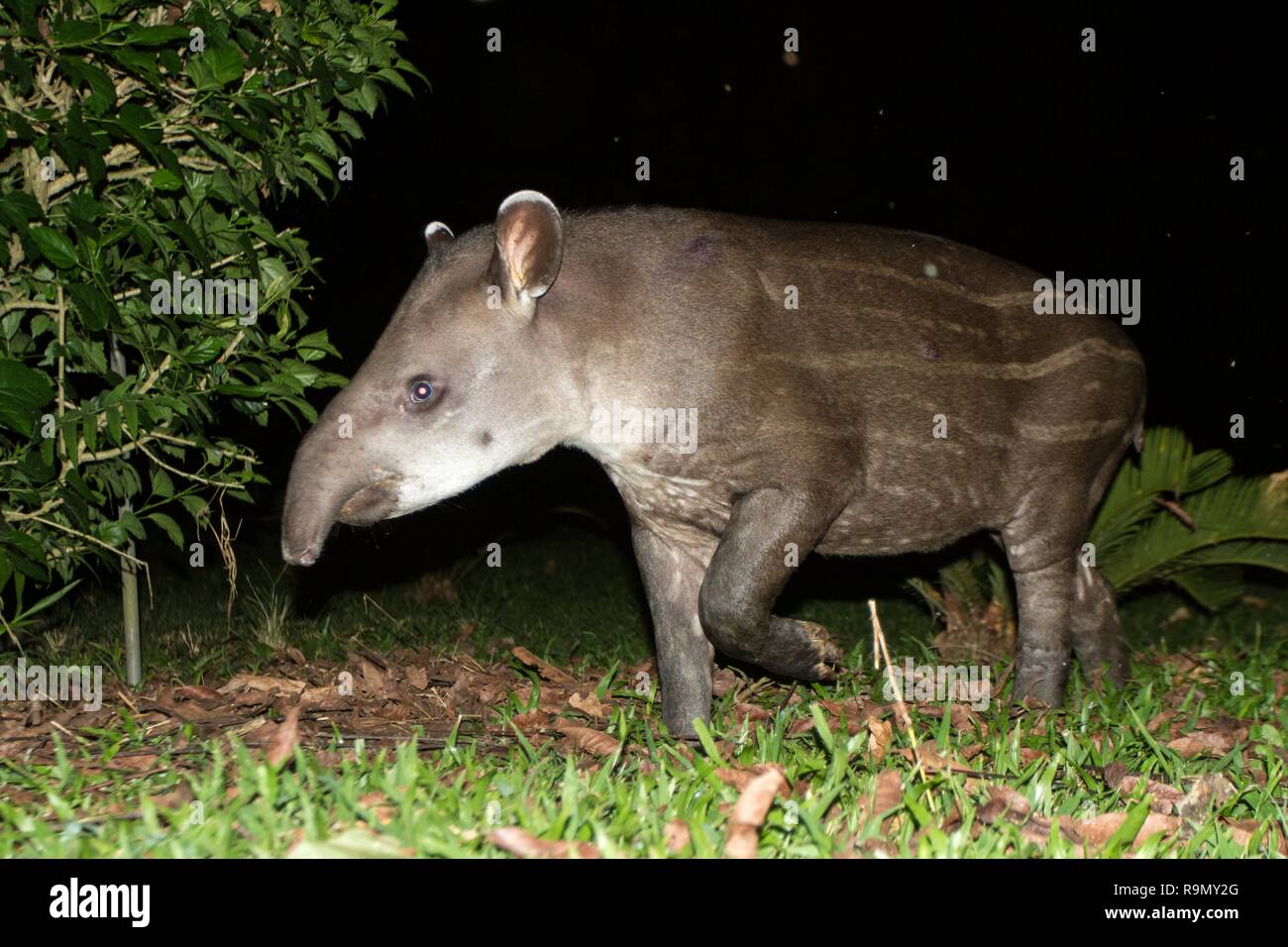 South American tapir (Tapirus terrestris) in natural habitat during night,  cute baby animal with stripes, portrait of rare animal from Peru, amazonia  Stock Photo - Alamy