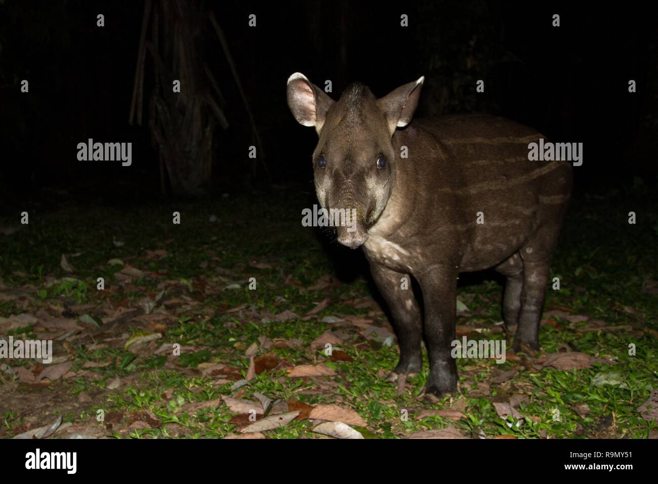 South American tapir (Tapirus terrestris) in natural habitat during night, cute baby animal with stripes, portrait of rare animal from Peru, amazonia, Stock Photo