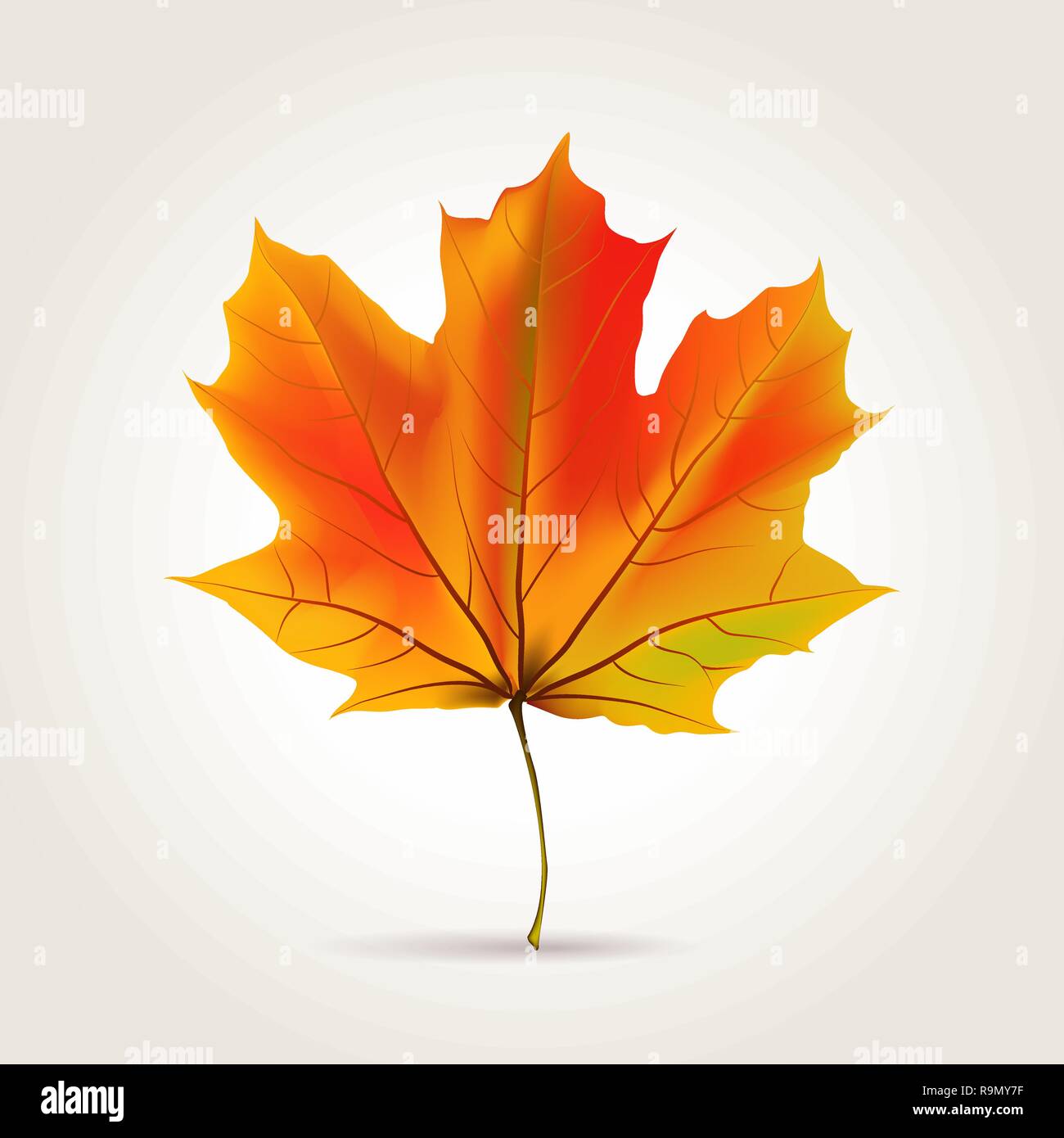 Colorful autumn realistic orange leaf, vector illustration Stock Vector Image & Art Alamy