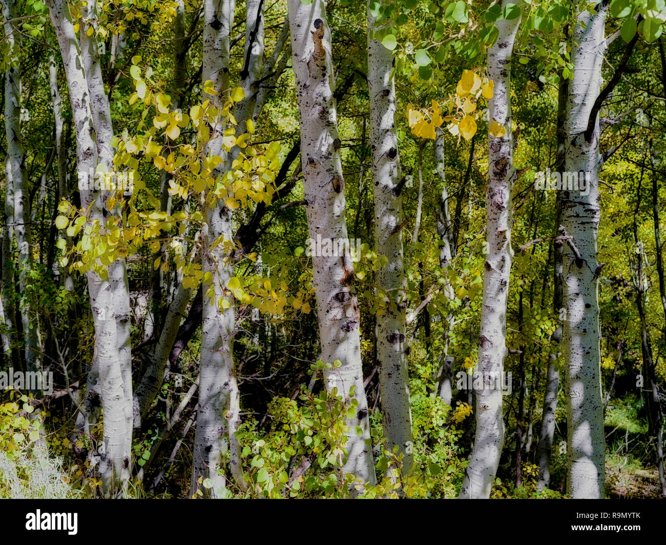 Aspen or Birch tree grove in Autumn with a mixture of yellow and green leaves. Stock Photo