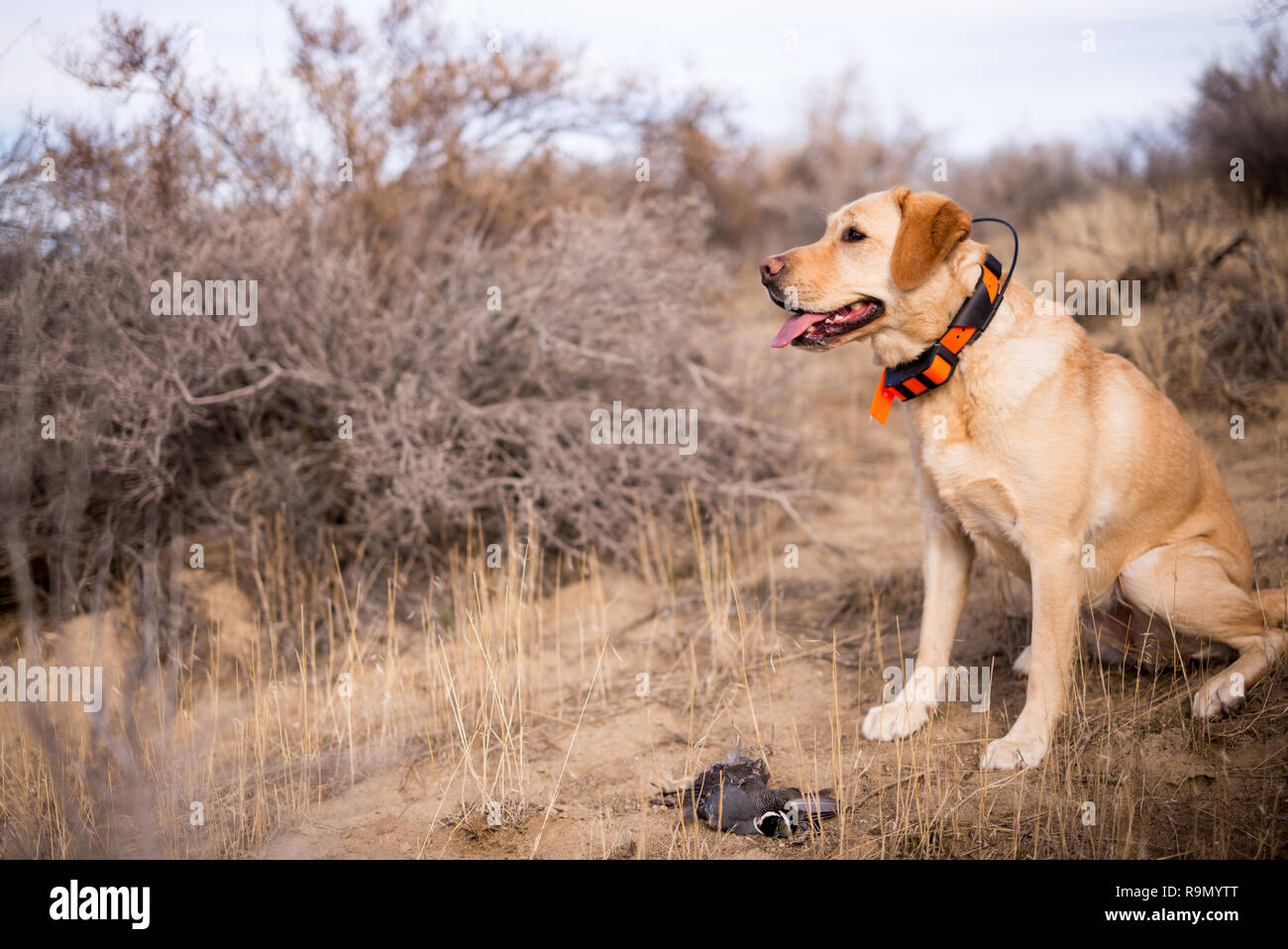 yellow lab hunting dog