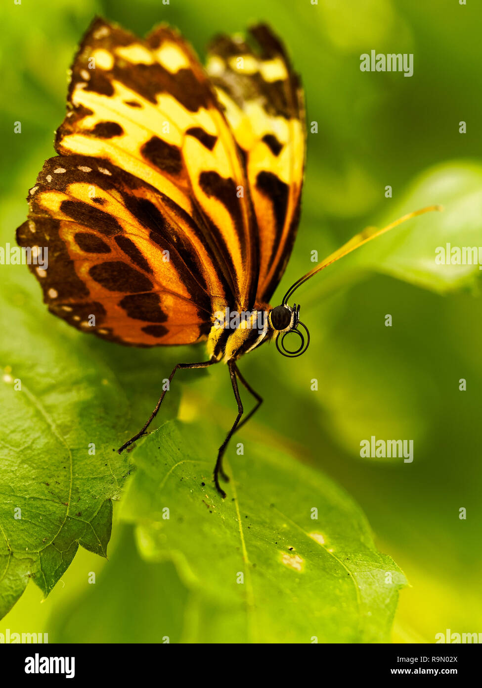 Golden Butterfly Arizona Garden Stock Photo
