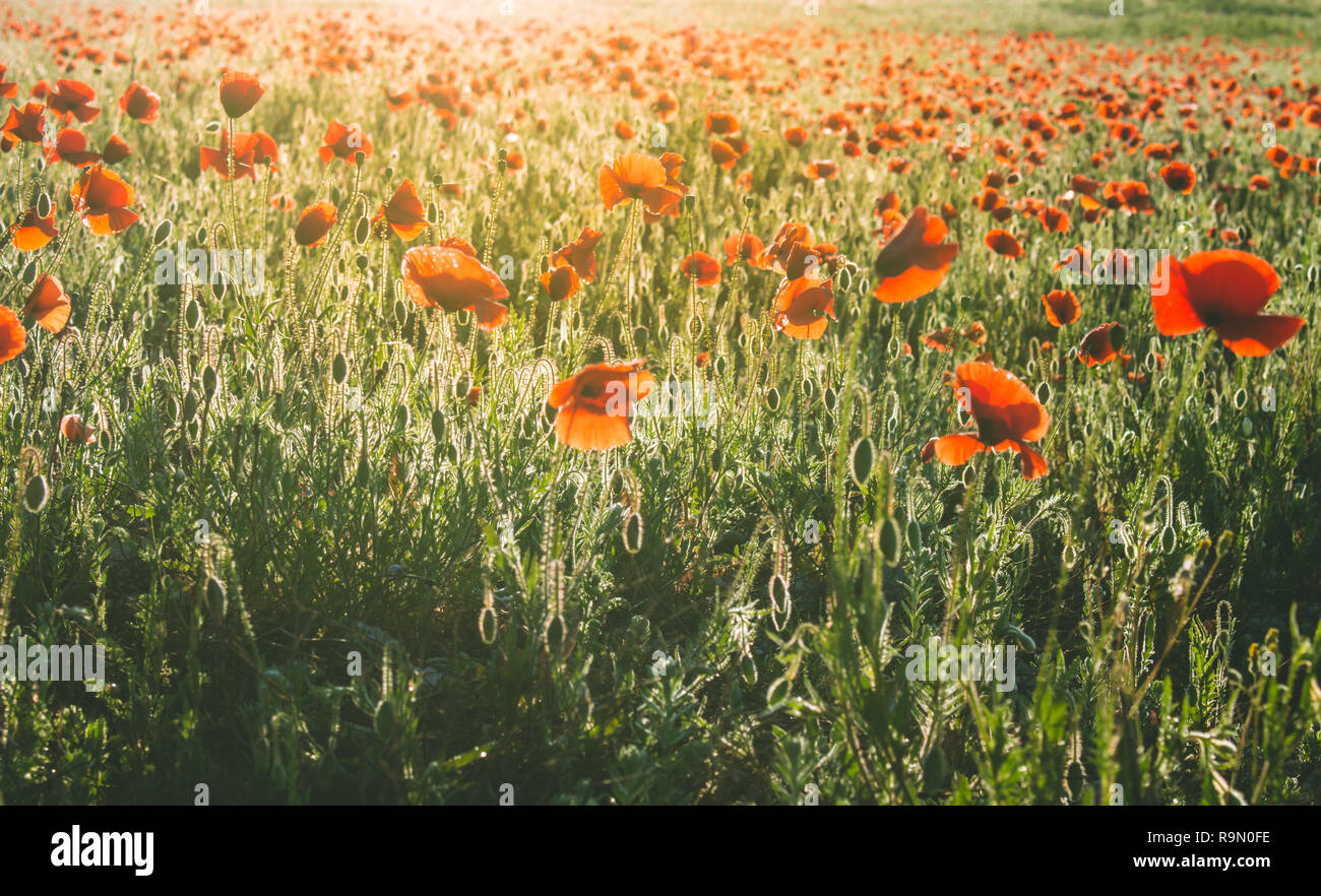 Field with many red flowers during the sunrise. wild flowers Stock ...