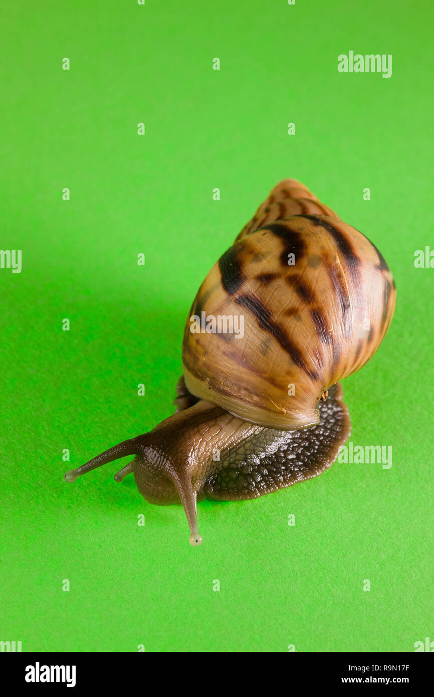 a snail in the background of green Stock Photo - Alamy