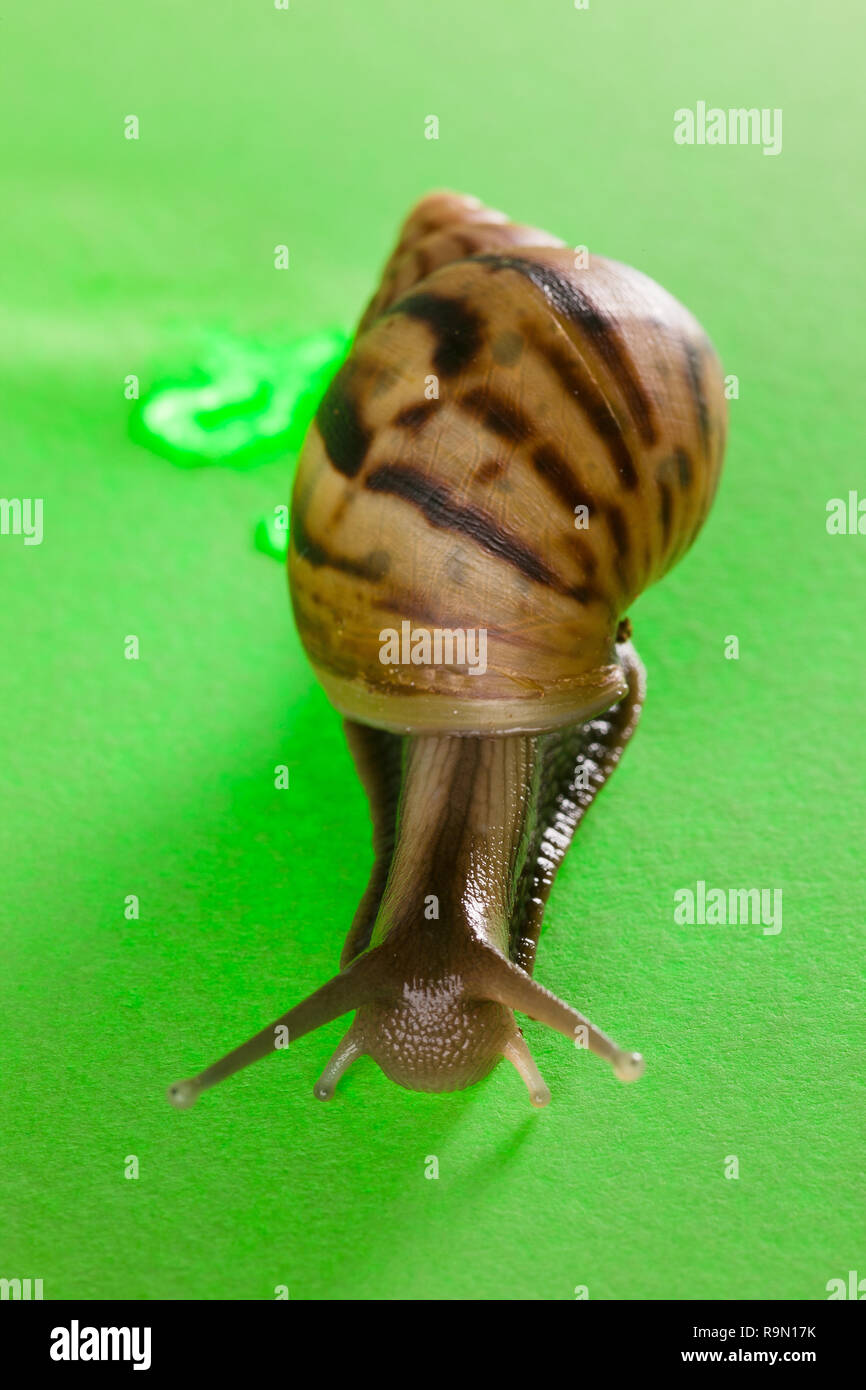 a snail in the background of green Stock Photo - Alamy