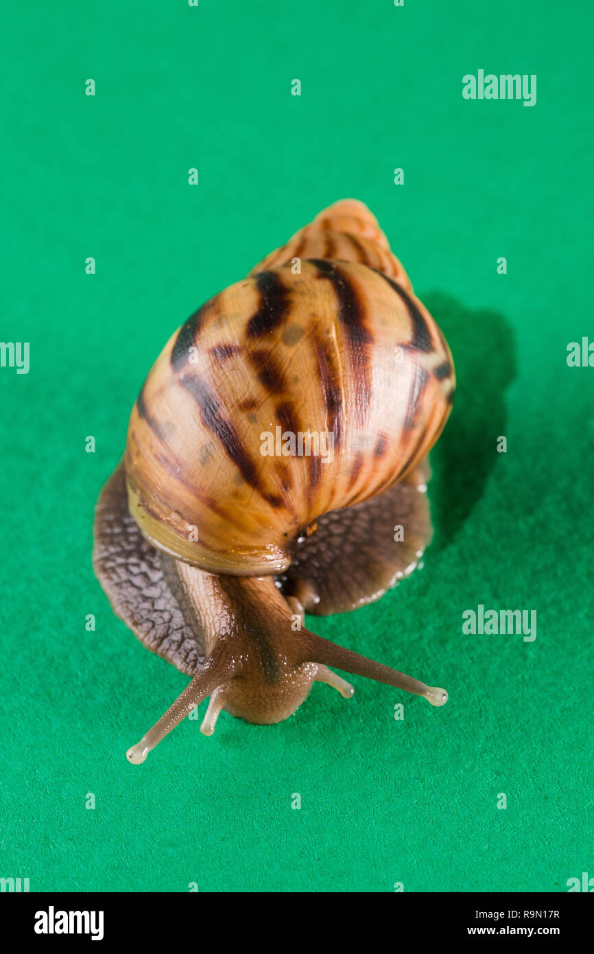 a snail in the background of green Stock Photo - Alamy