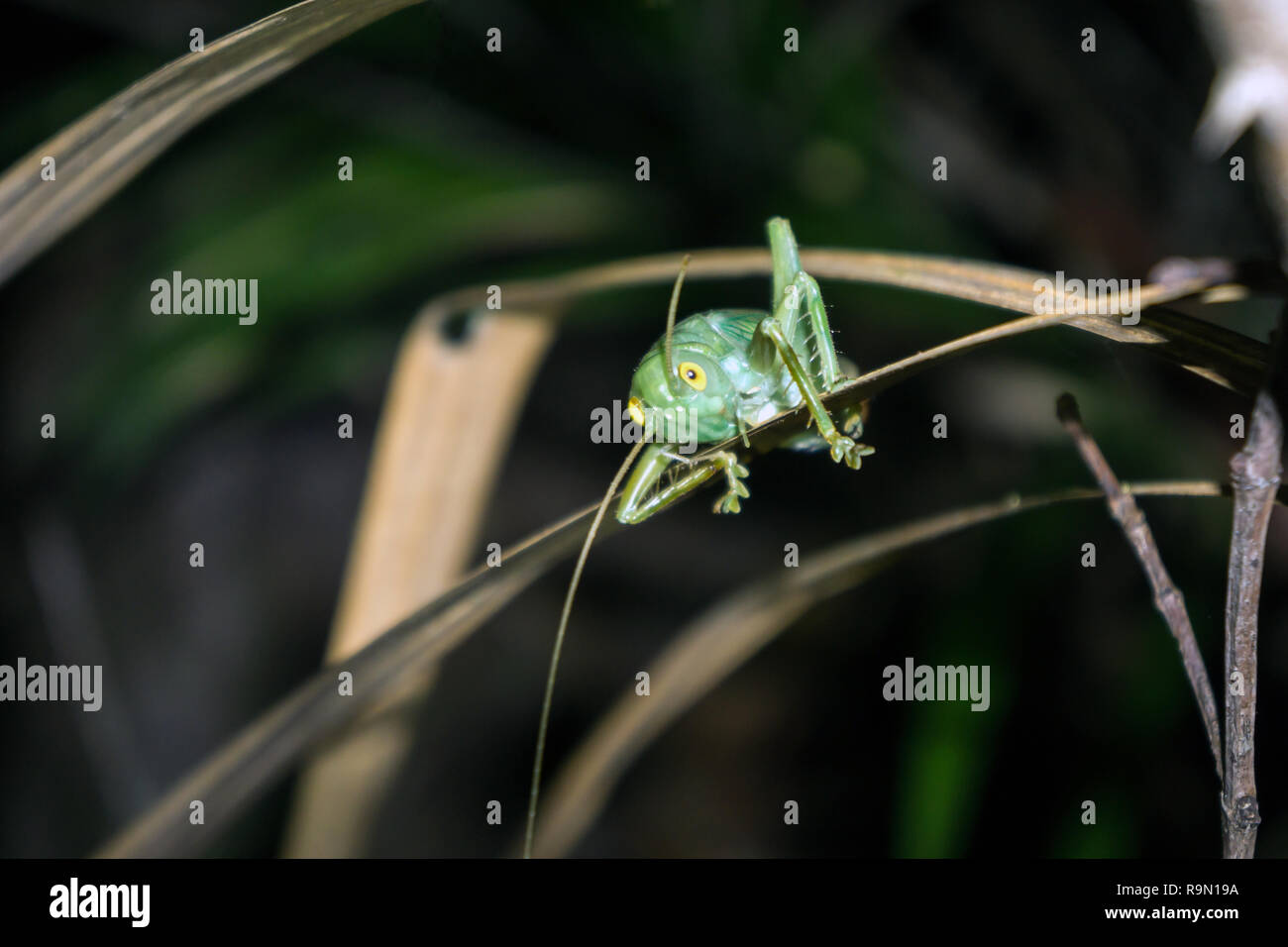Green Katydid (Cricket or Grasshopper) with Yellow Eyes. Found at Night in Jungle of Krabi, Thailand Stock Photo