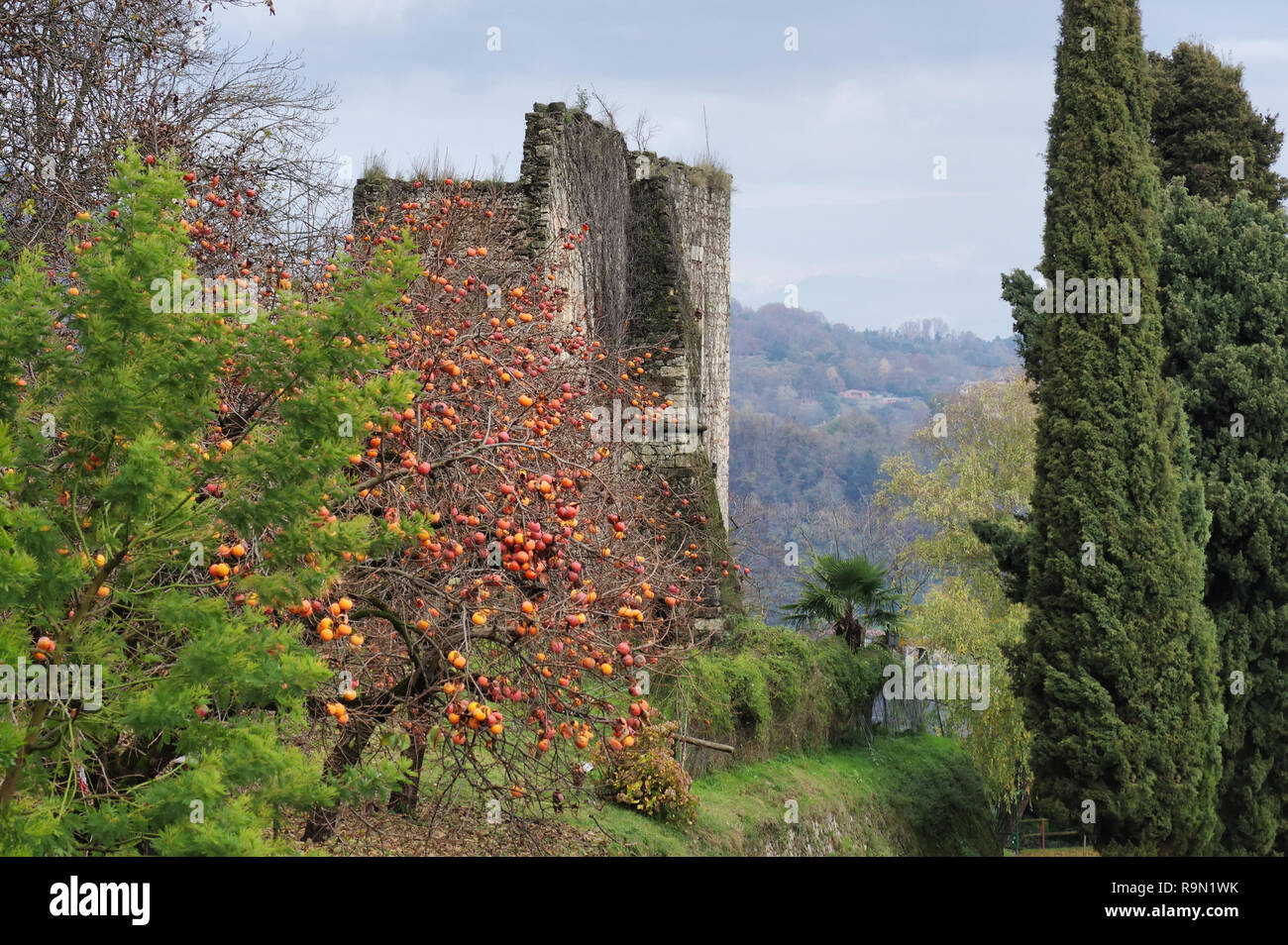 ripe fruits on persimmon trees in december, Arona, Italy Stock Photo