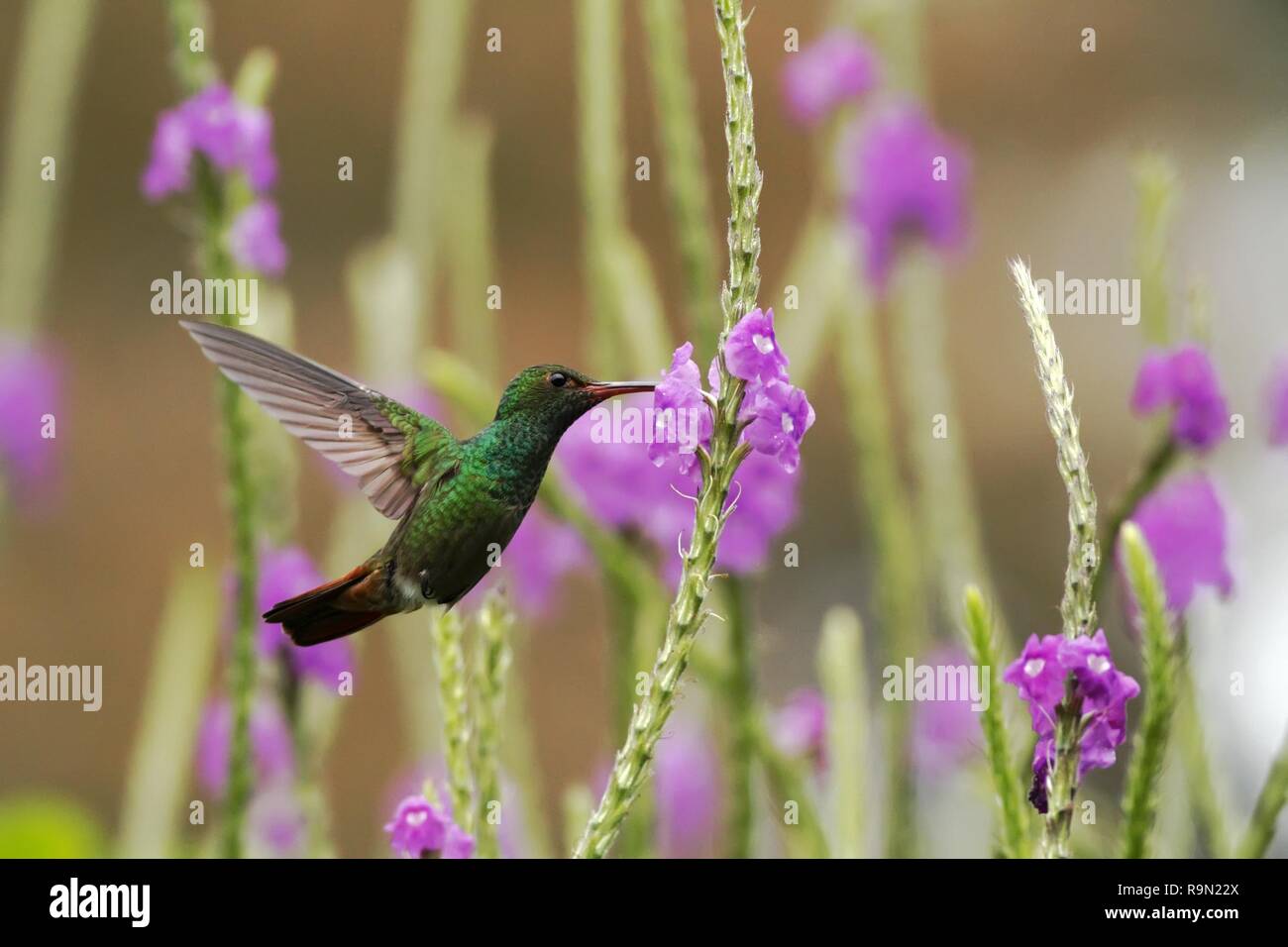 Rufous-tailed Hummingbird hovering next to violet flower in garden, bird from mountain tropical forest, Costa Rica, natural habitat, beautiful humming Stock Photo