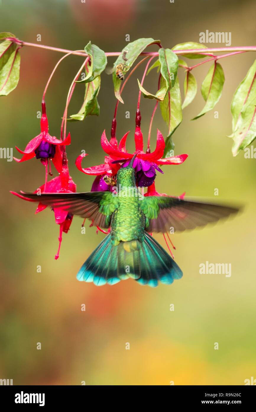 Green violetear hovering next to red and yellow flower, bird in flight,  mountain tropical forest, Costa Rica, natural habitat, beautiful  hummingbird s Stock Photo - Alamy