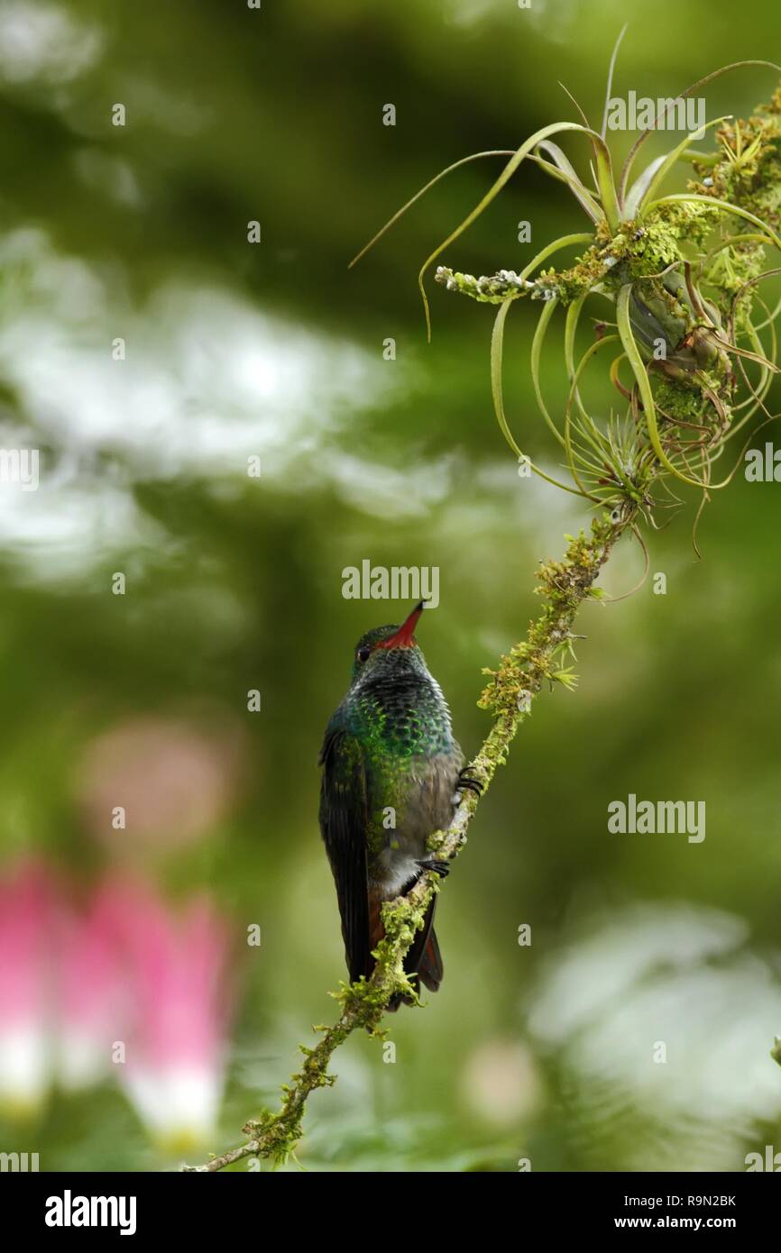 Rufous-tailed hummingbird Amazilia tzacatl sitting on branch, bird from mountain tropical forest, Waterfalls garden, Costa Rica, bird perching on bran Stock Photo