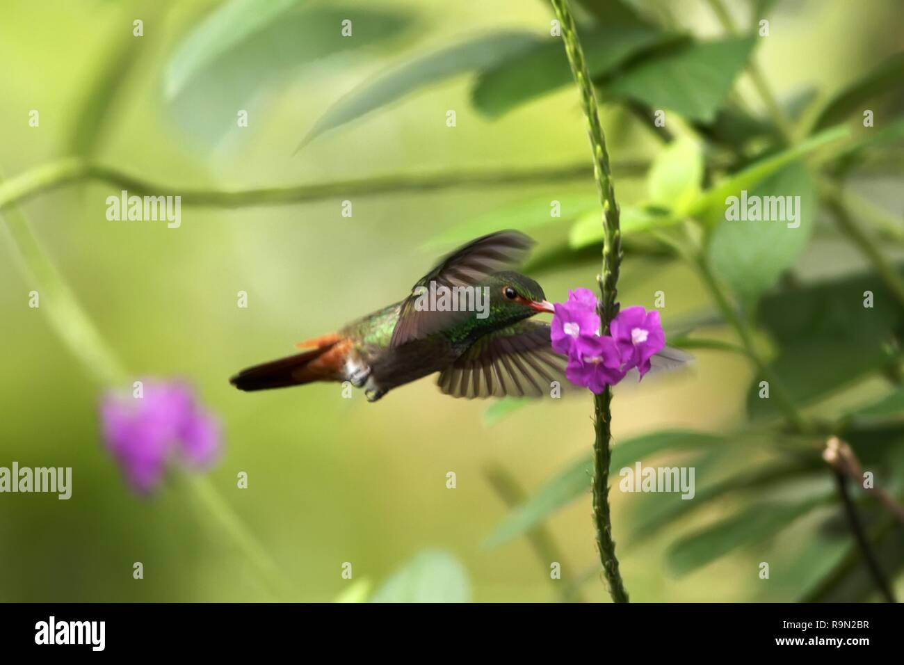 Rufous-tailed Hummingbird hovering next to violet flower in garden, bird from mountain tropical forest, Costa Rica, natural habitat, beautiful humming Stock Photo
