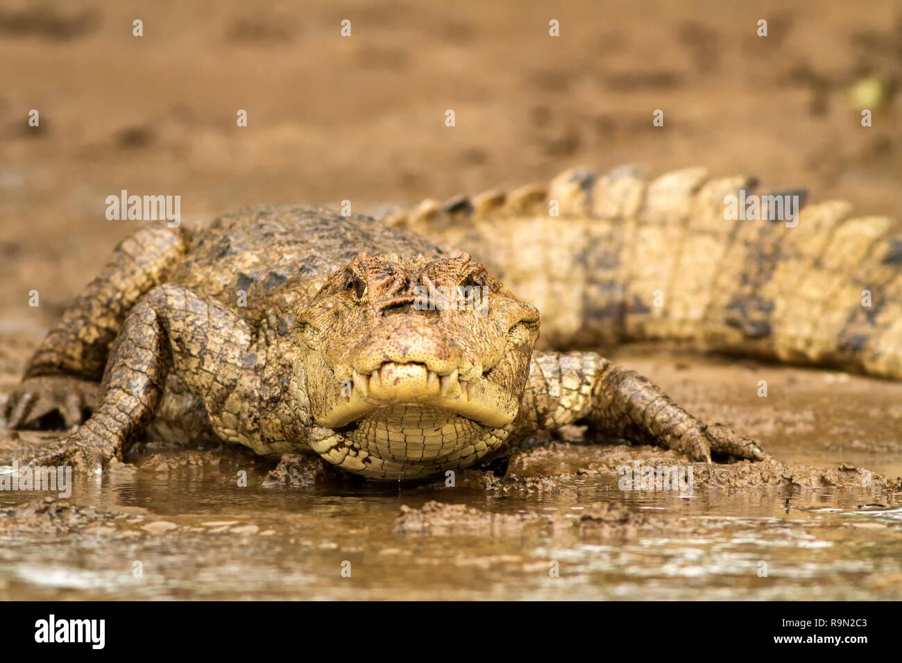 Spectacled Caiman - Caiman crocodilus lying on river bank in Cano Negro, Costa Rica, big reptile in awamp, close-up crocodille portrait, dangerous hun Stock Photo