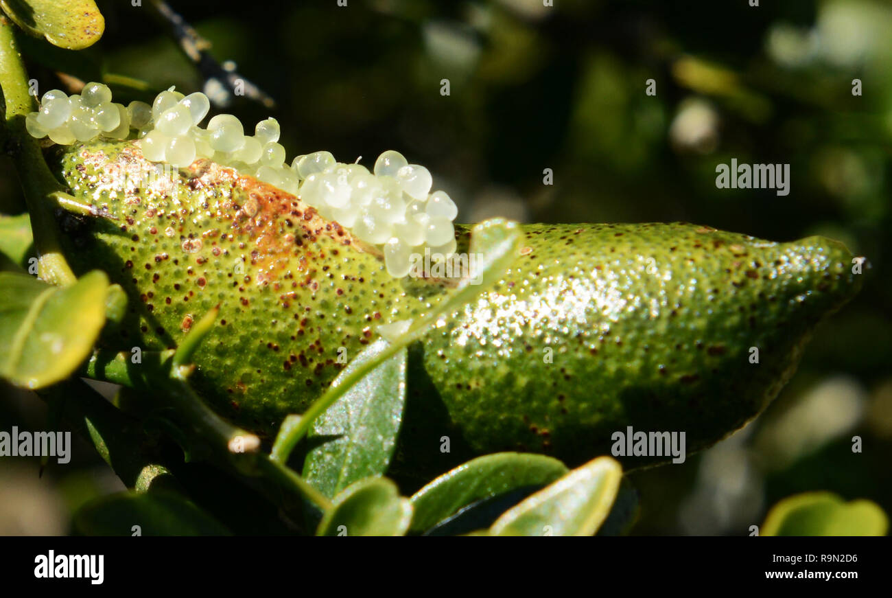 Australian Finger lime ( Caviar lime ) is an indigenous fruit growing in Queensland, Australia. Stock Photo