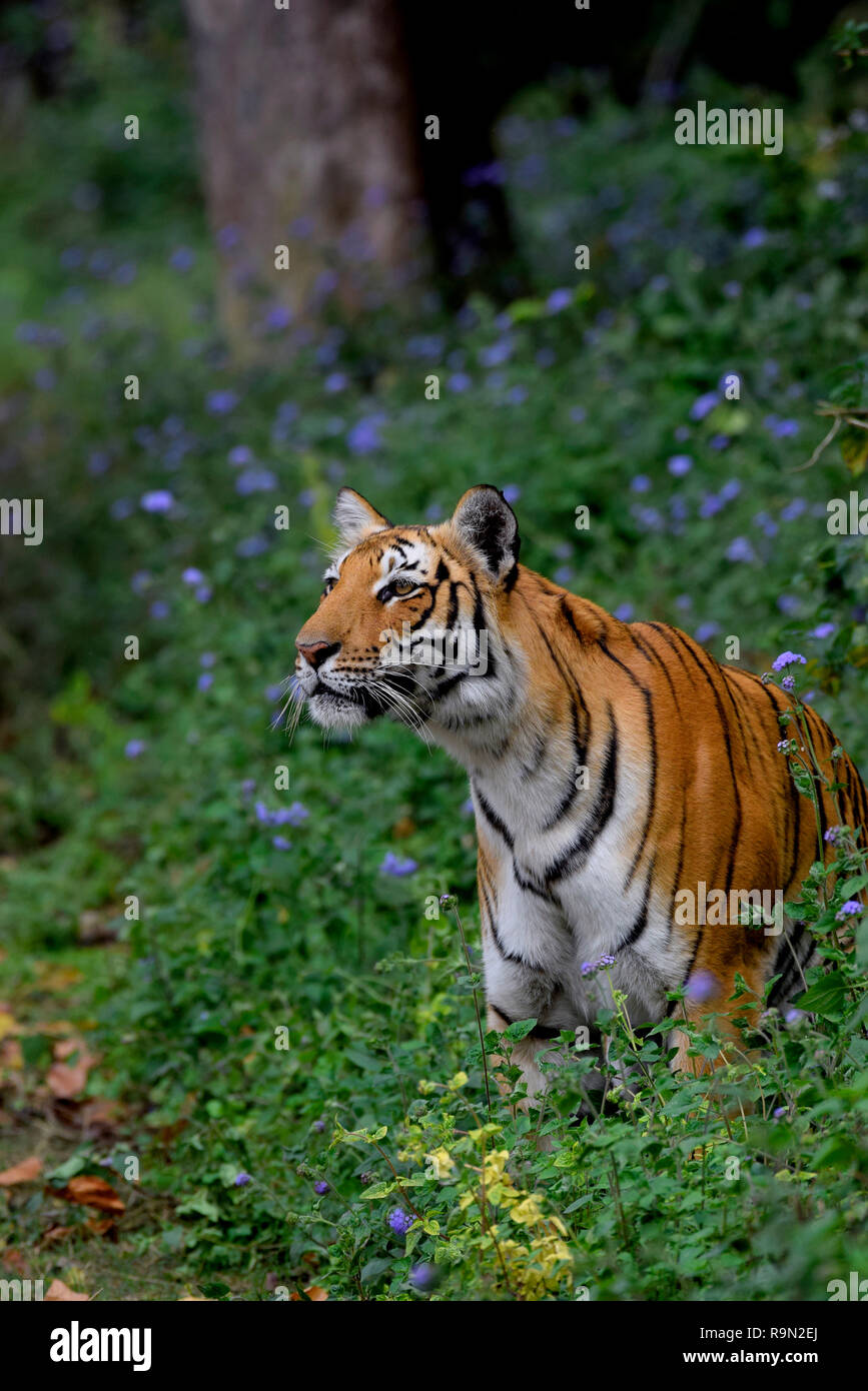 Best Tiger Portrait with flower and green background in dense forest, Dhikhala, Jim Corbett, Uttrakhand, India. Stock Photo