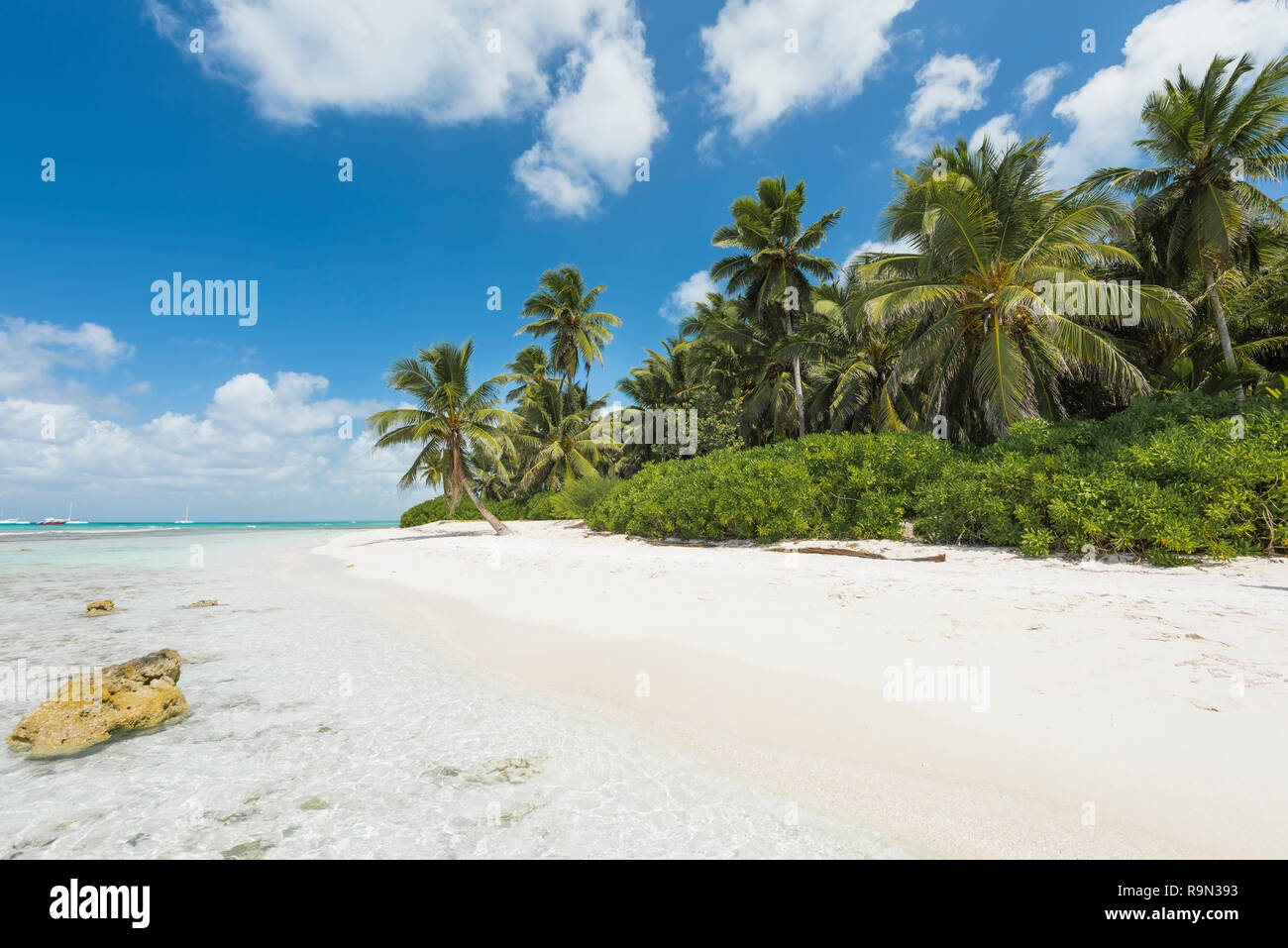Traumstrand der Karibik, Dream beach of the Caribbean Stock Photo