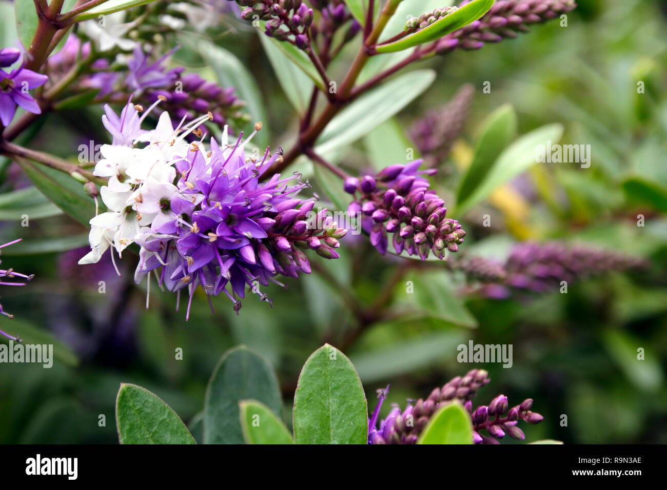Plant flower hebe hires stock photography and images Alamy