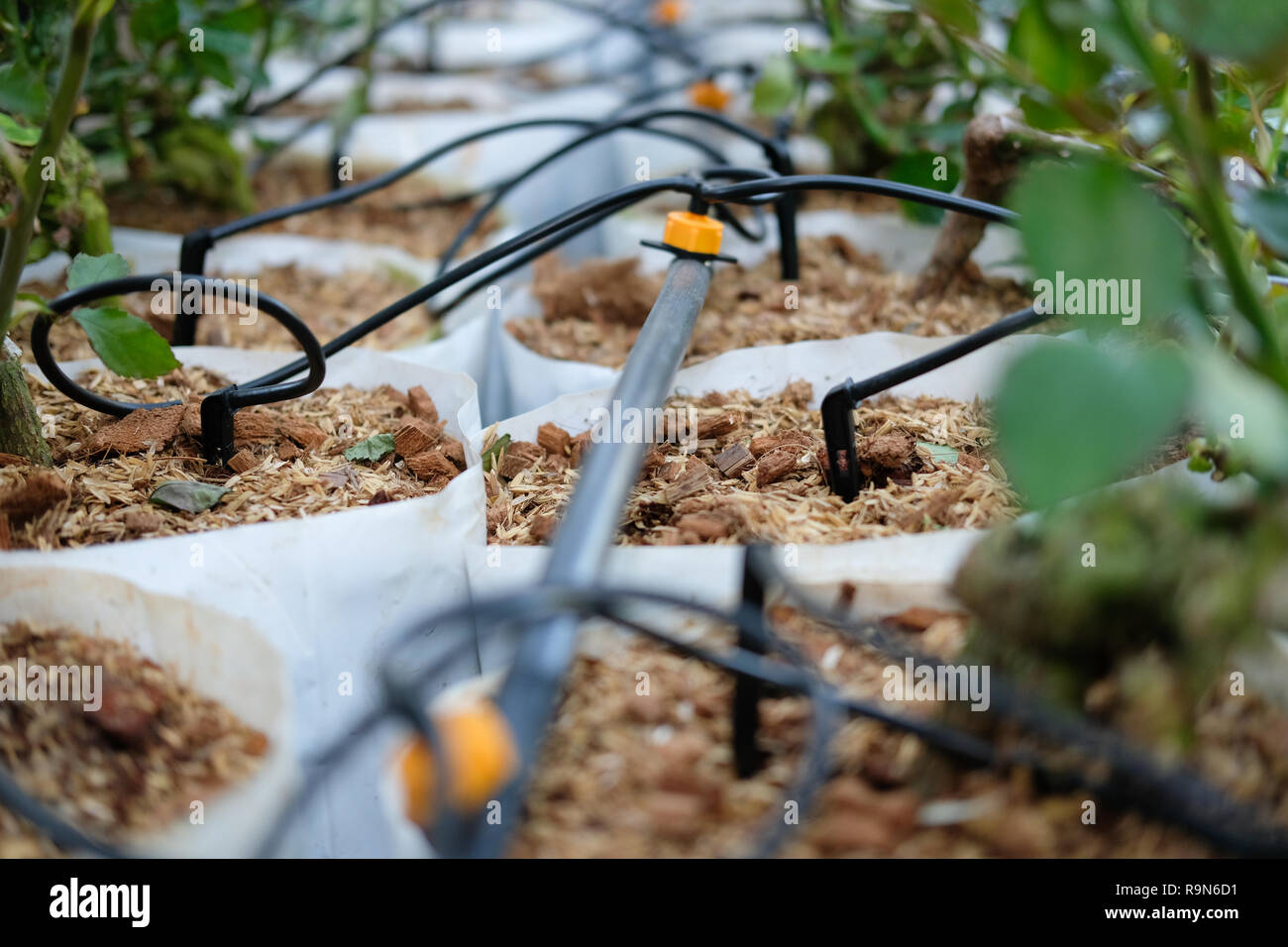 drip water irrigation system with rose flower growing in greenhouse