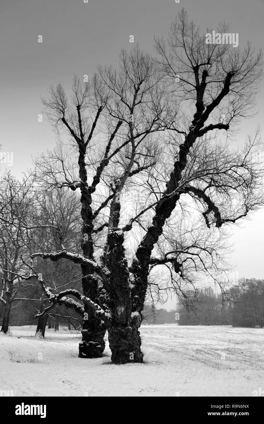 Trees with high landscapes Black and White Stock Photos & Images - Alamy