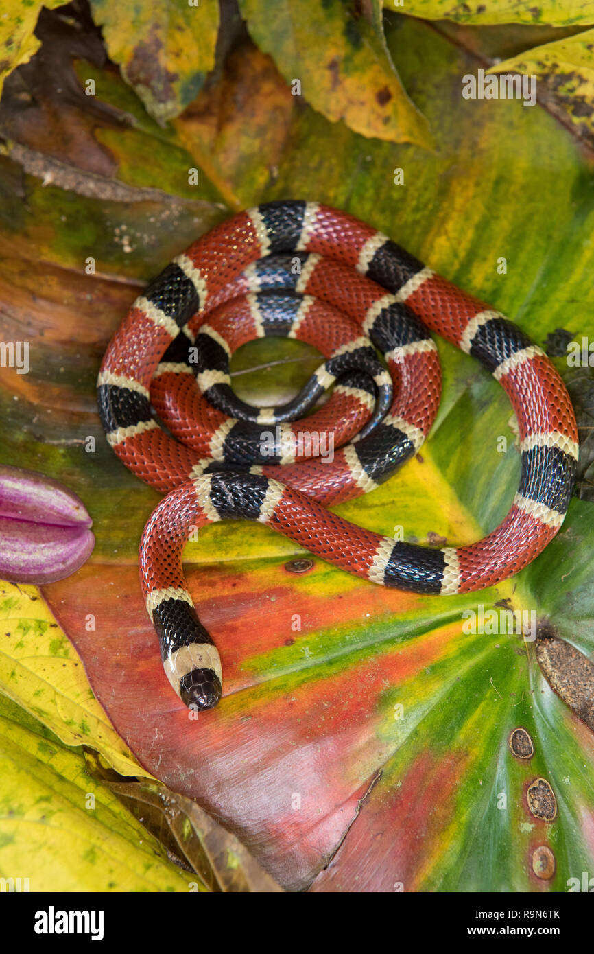 Venomous Costa Rican coral snake in Costa Rica Stock Photo