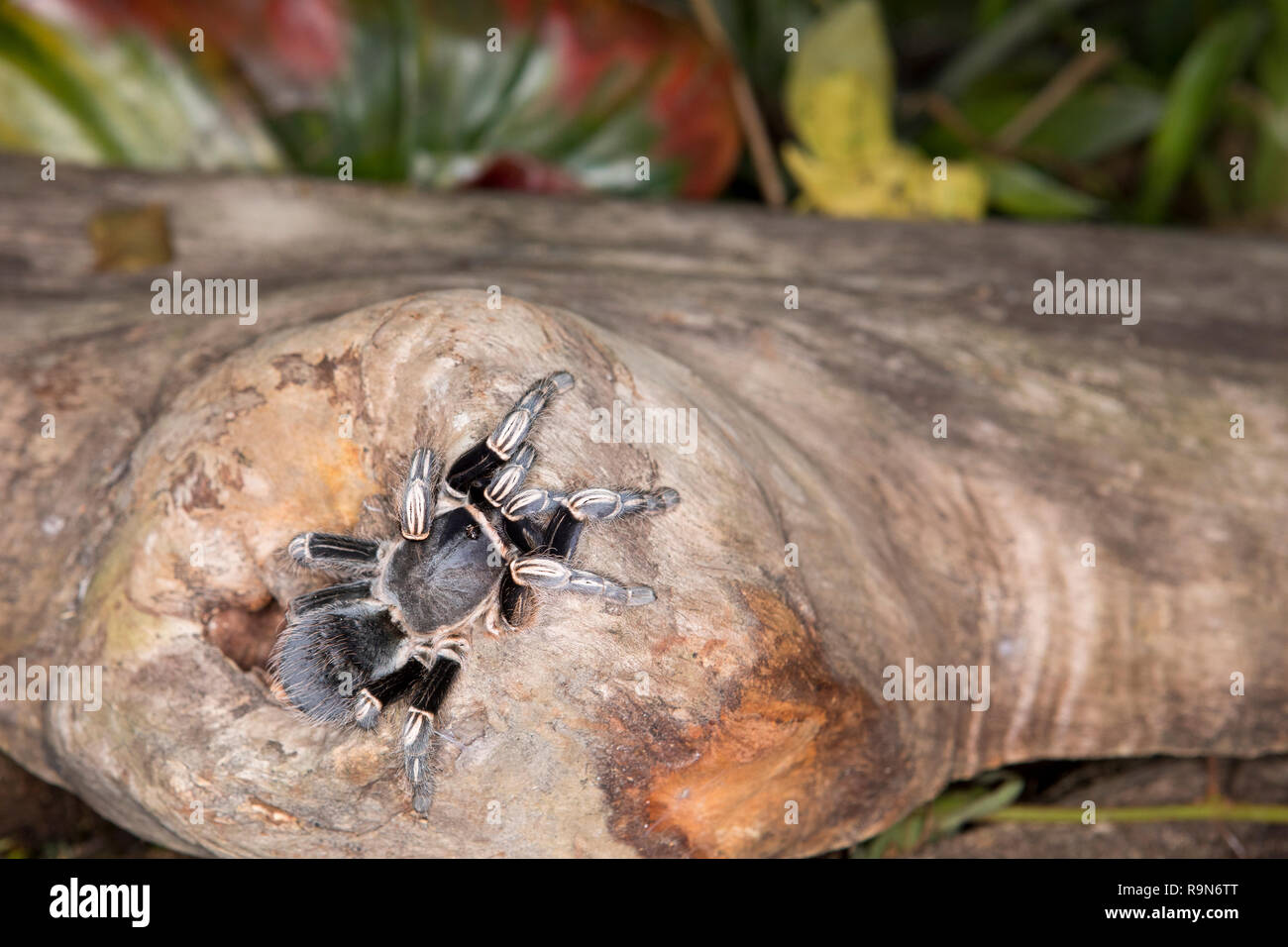 Zebra kneed tarantula spider in Costa Rica Stock Photo