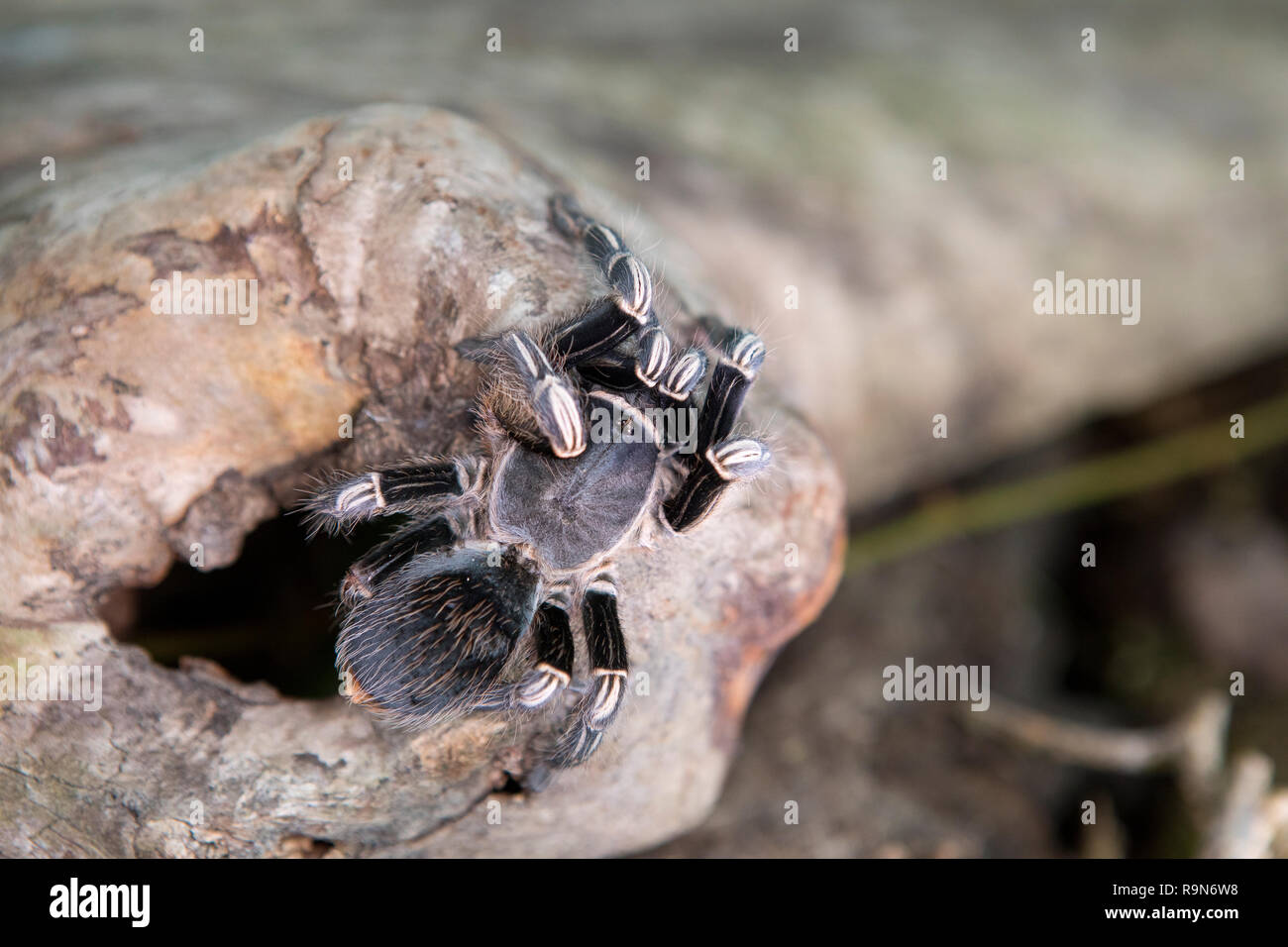 Zebra kneed tarantula spider in Costa Rica Stock Photo