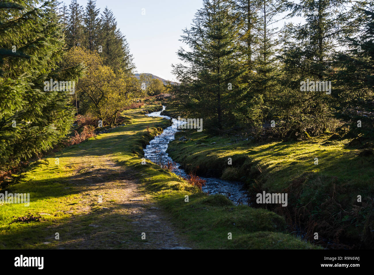 The Devonport Leat passes through Stanlake Plantaiton.  It was built in the 1790s to carry fresh water from Dartmoor to the Dockyards of Plymouth. Stock Photo