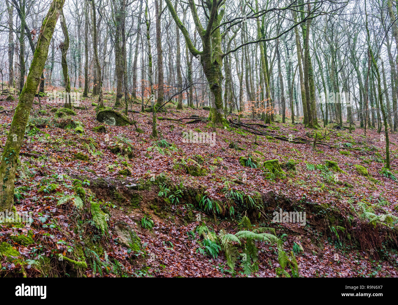 The steep wooded slopes on the south side of the Teign Gorge at Hannicombe Wood near Fingle Bridge, Dartmoor National Park, Devon, UK. Stock Photo