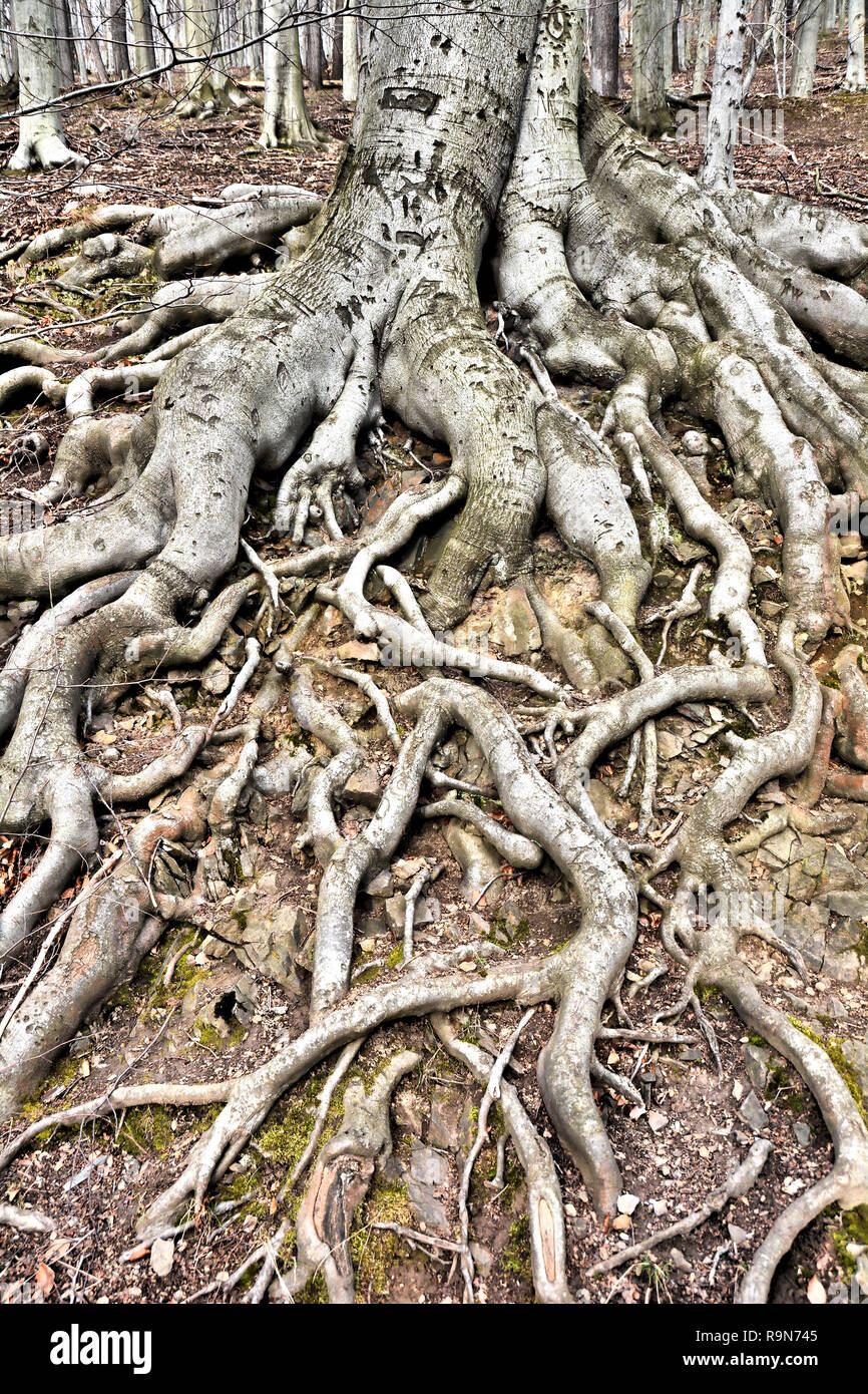 Roots of a beech in the Harz National Park Stock Photo