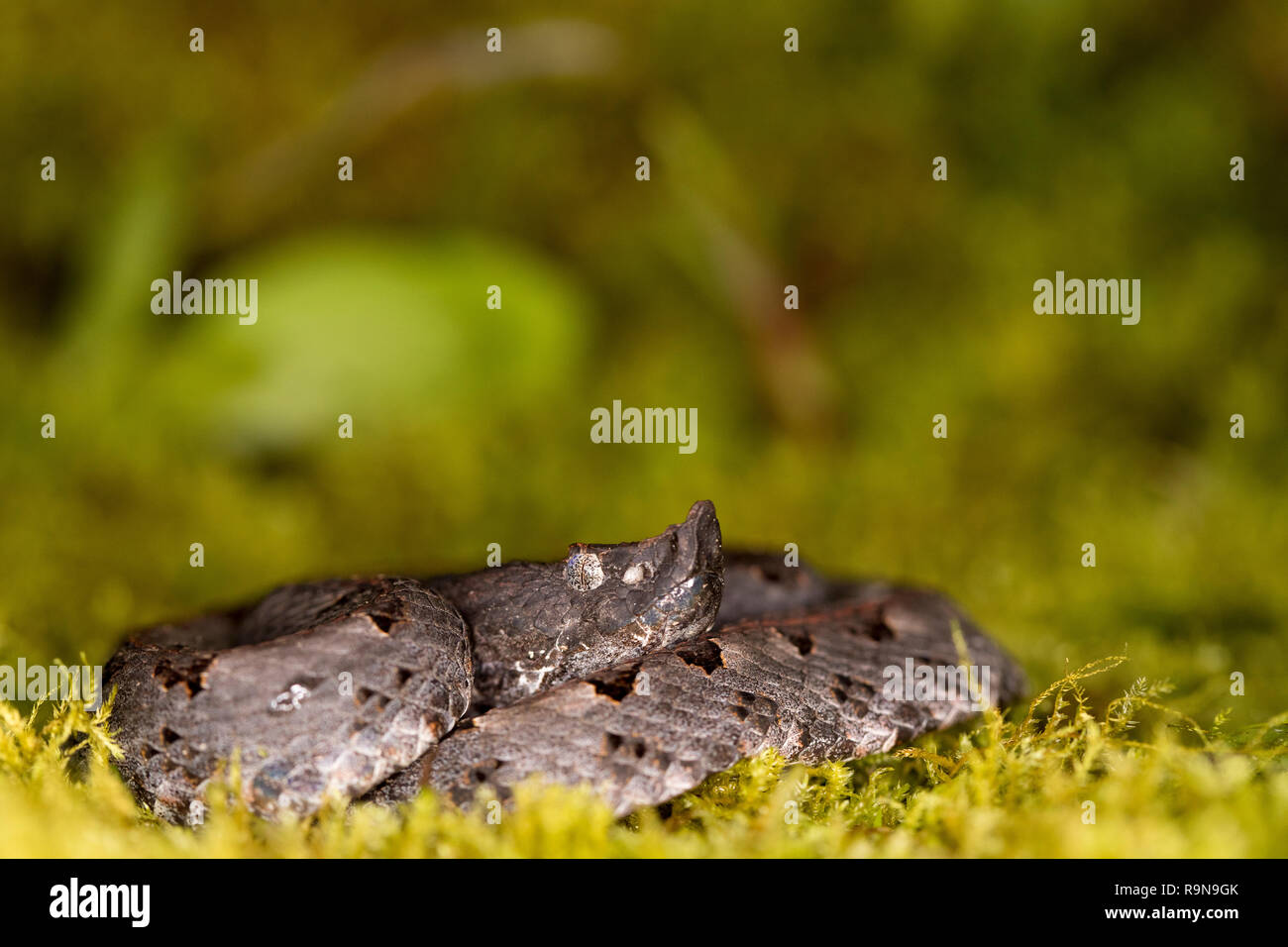 Venomous slenderhog-nosed pitviper in Costa Rica Stock Photo