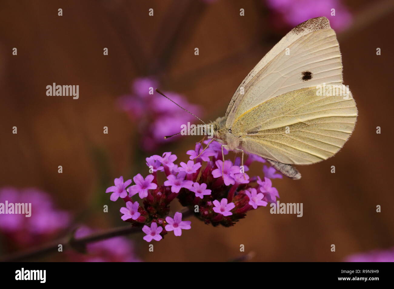 Small White Butterfly Stock Photo