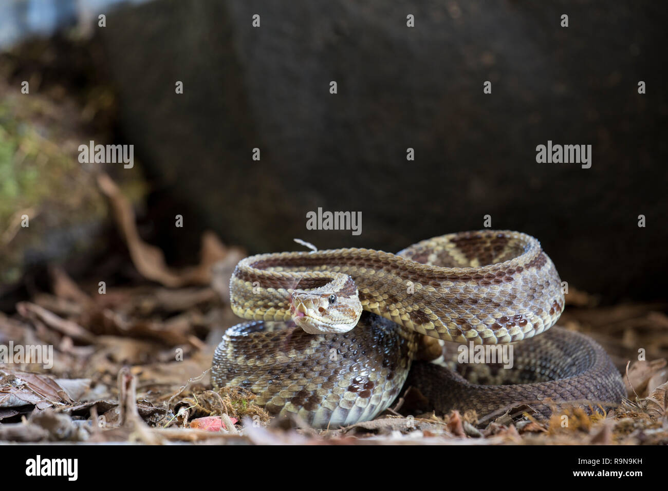 Venomous central American neotropical rattlesnake in Costa Rica Stock Photo