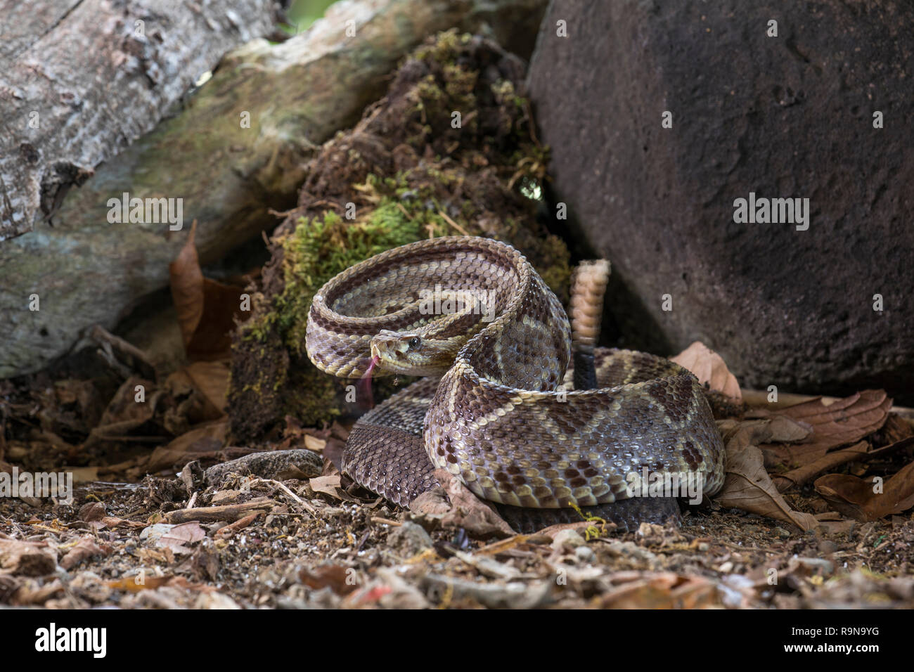 Venomous central American neotropical rattlesnake in Costa Rica Stock Photo