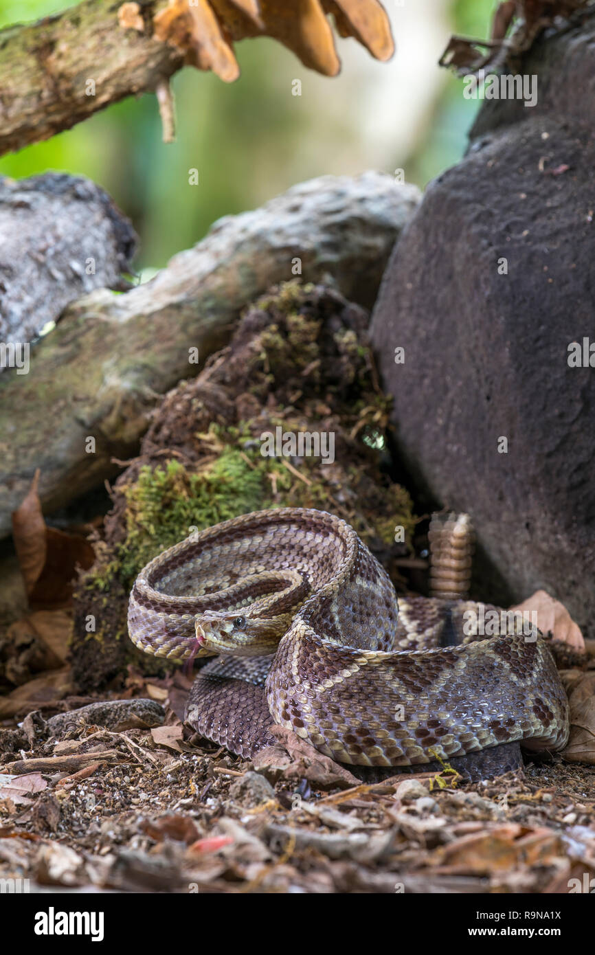 Venomous central American neotropical rattlesnake in Costa Rica Stock Photo